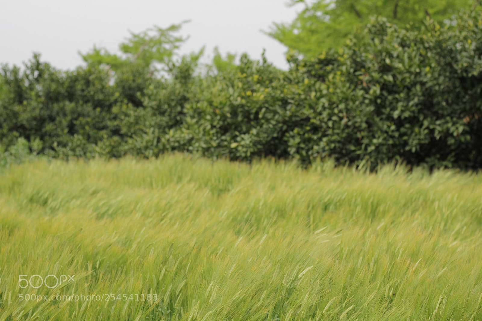 Canon EOS 550D (EOS Rebel T2i / EOS Kiss X4) sample photo. 无边的麦田 photography