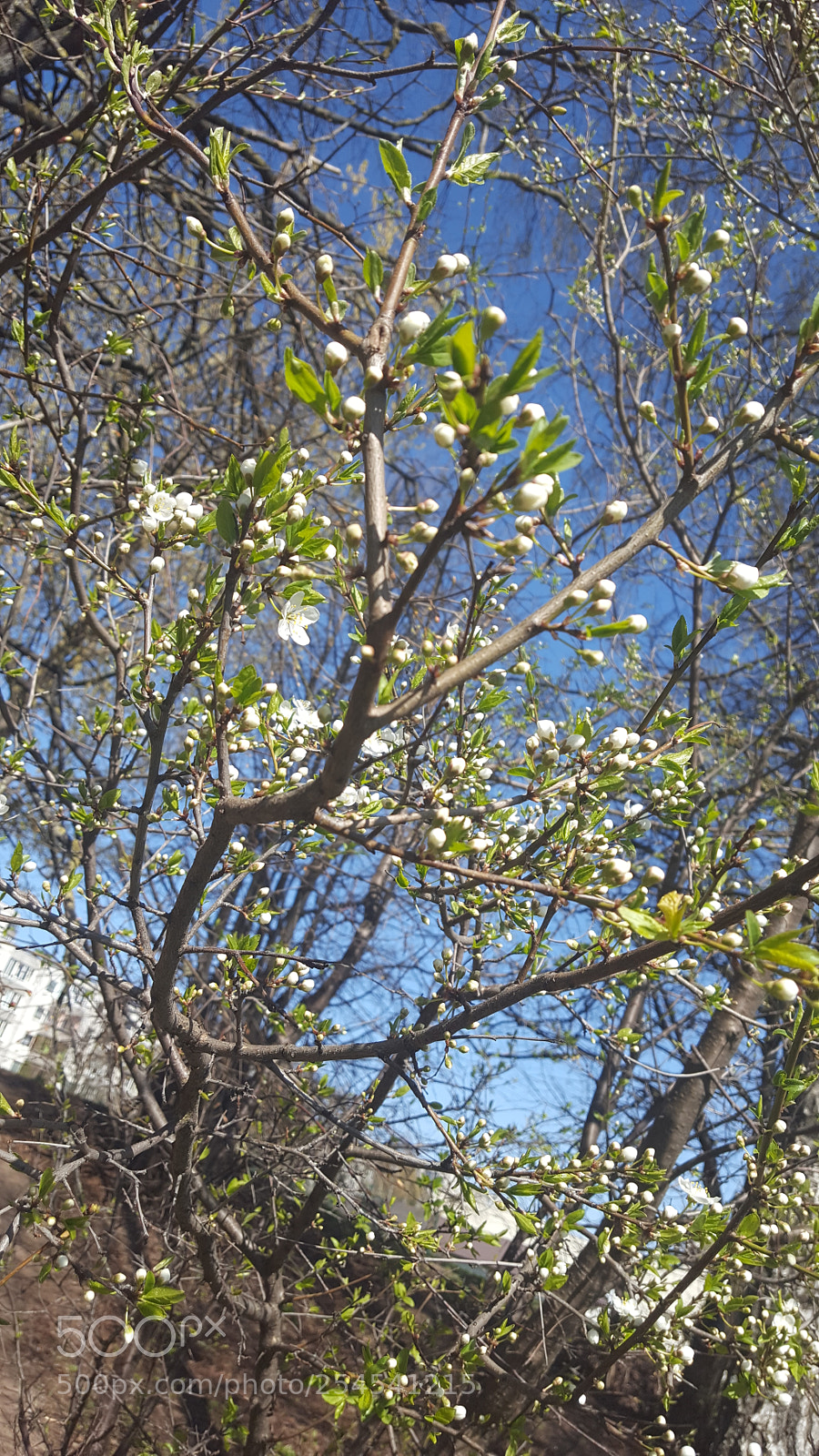 Samsung GALAXY S6 edge sample photo. Untitled photography