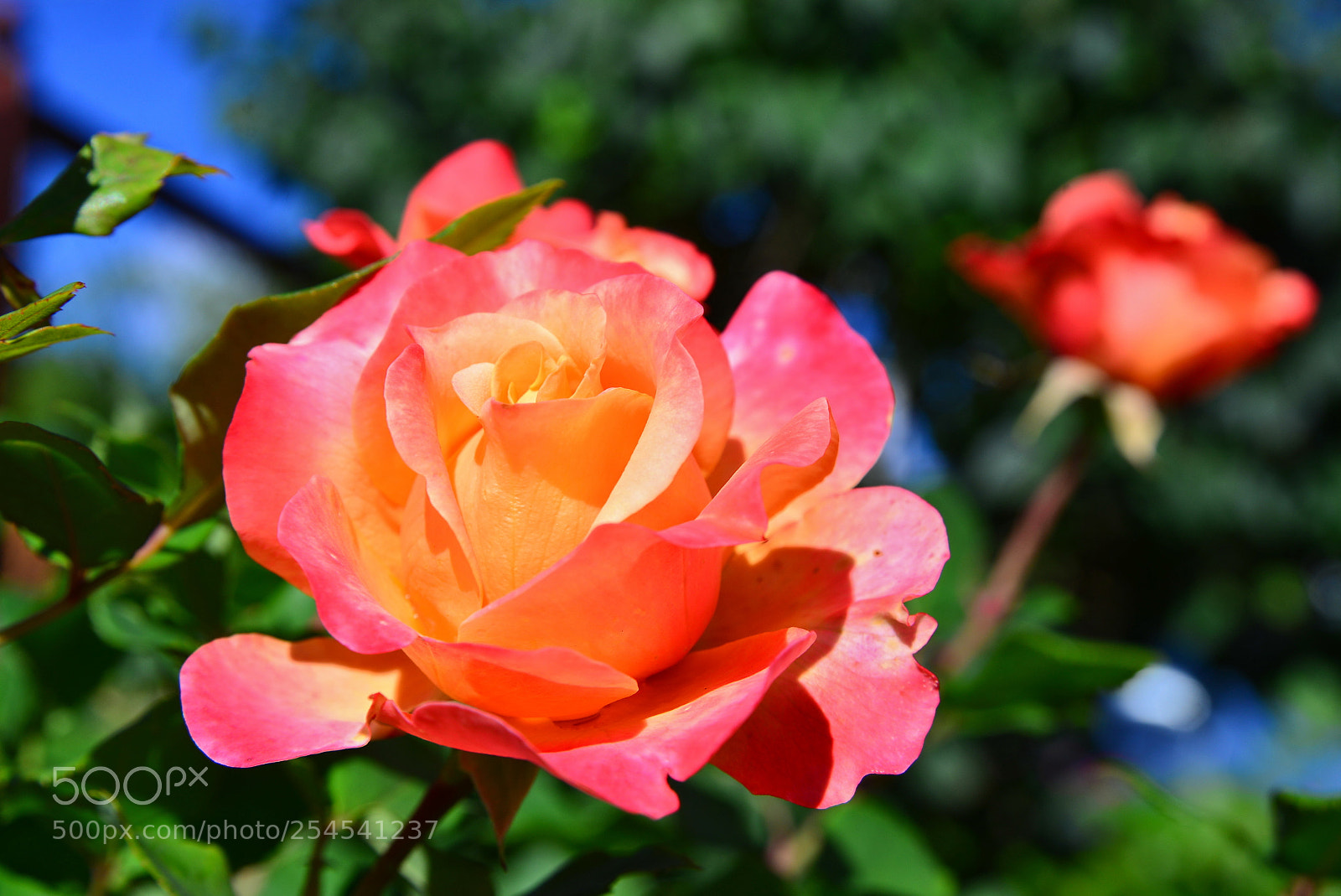 Nikon D600 sample photo. Beautiful rose... photography
