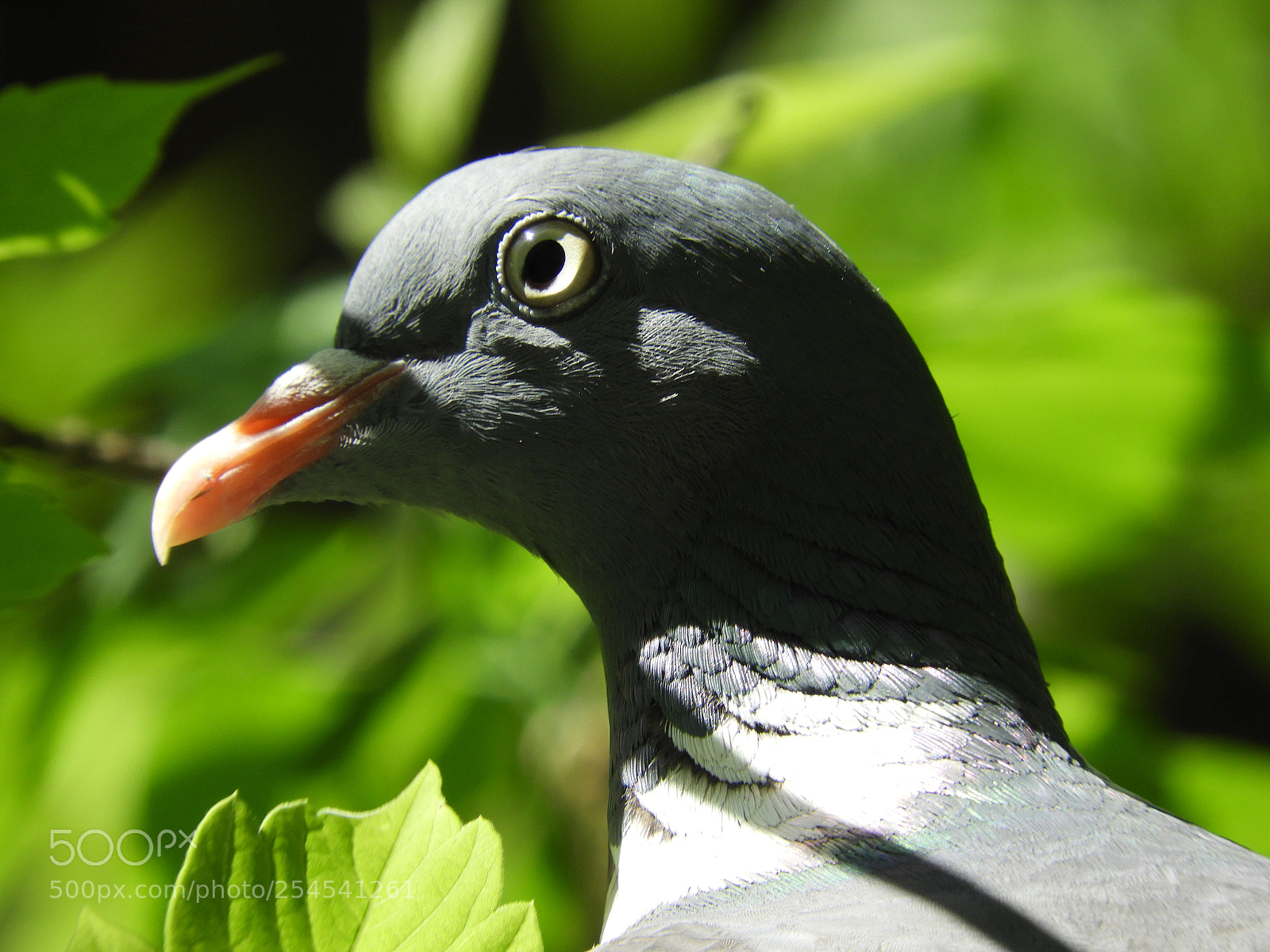 Nikon Coolpix B700 sample photo. Pigeon photography