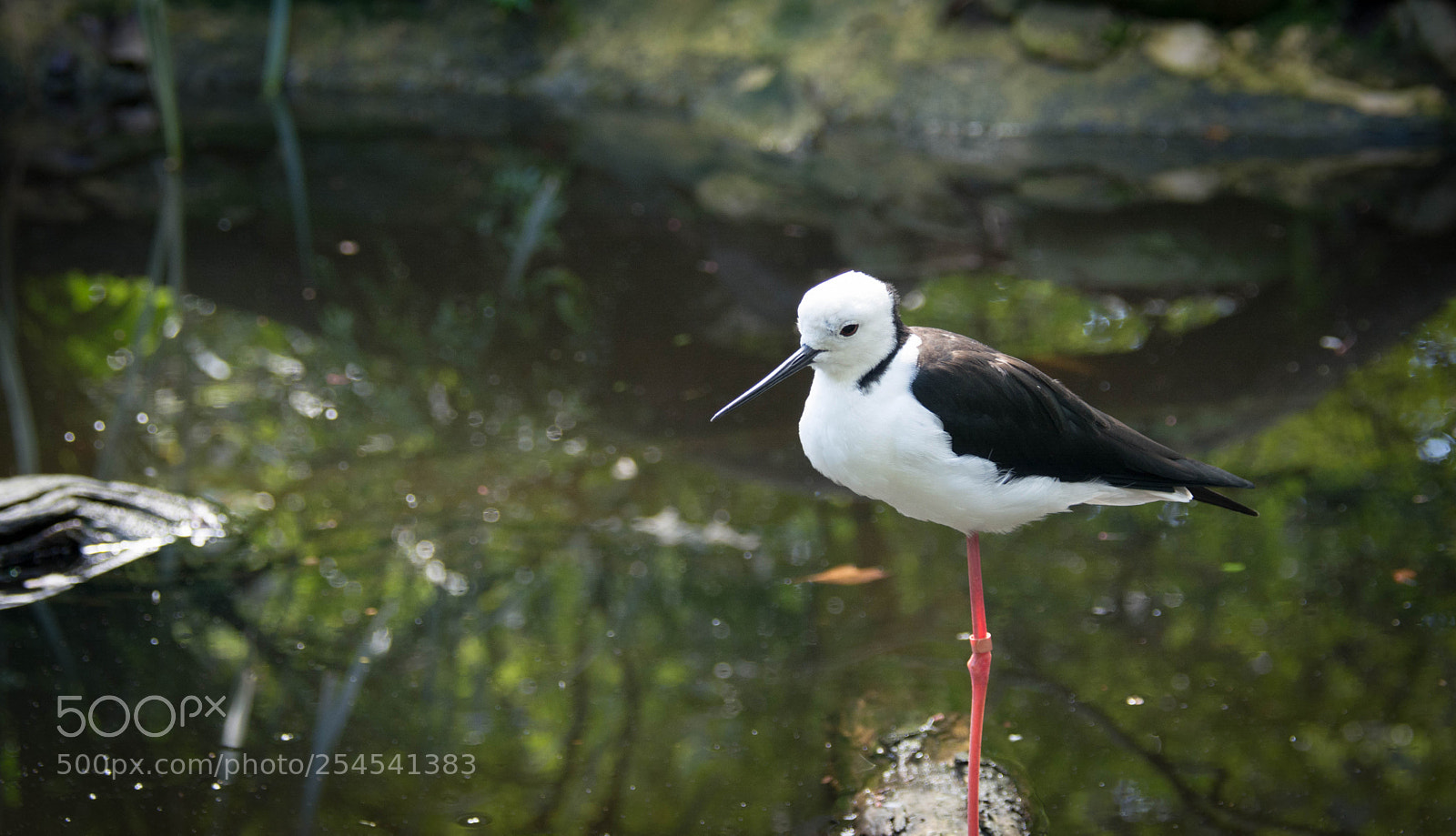 Nikon D5200 sample photo. Currumbin photography