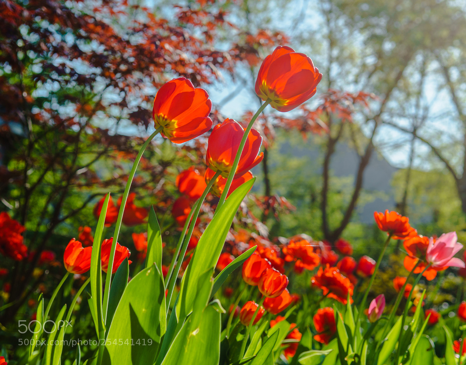 Sony a6300 sample photo. Red photography