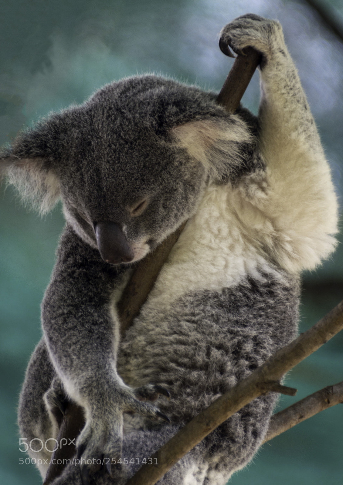 Nikon D5200 sample photo. Currumbin photography