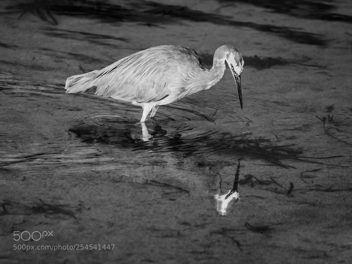 Canon EOS 5D Mark IV sample photo. Narcissus photography