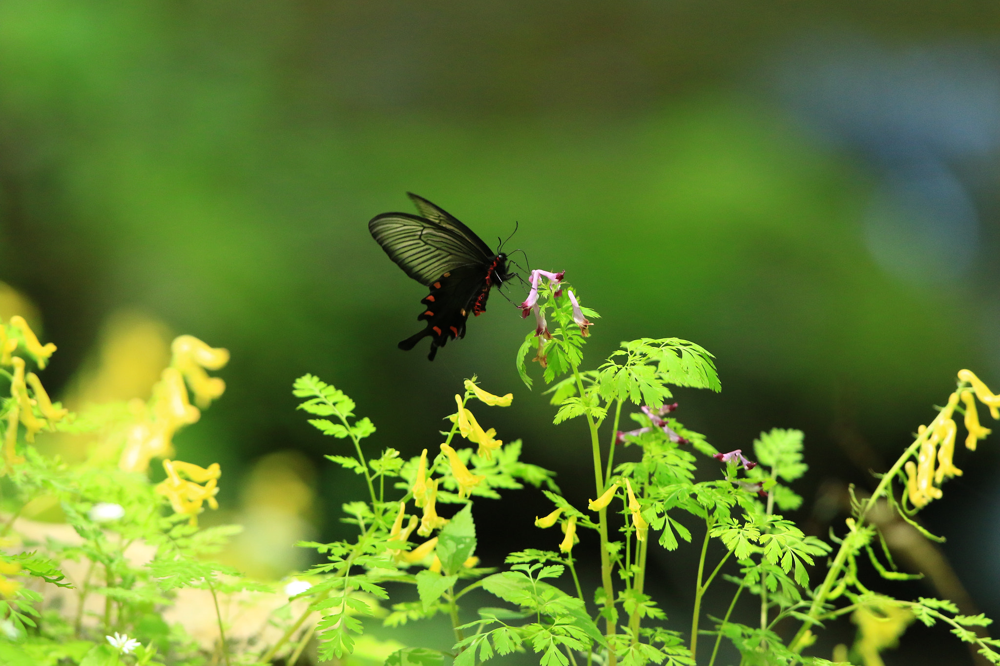 Canon EOS 7D Mark II + Canon EF 400mm F2.8L IS USM sample photo. ジャコウアゲハ  chinese windmill photography