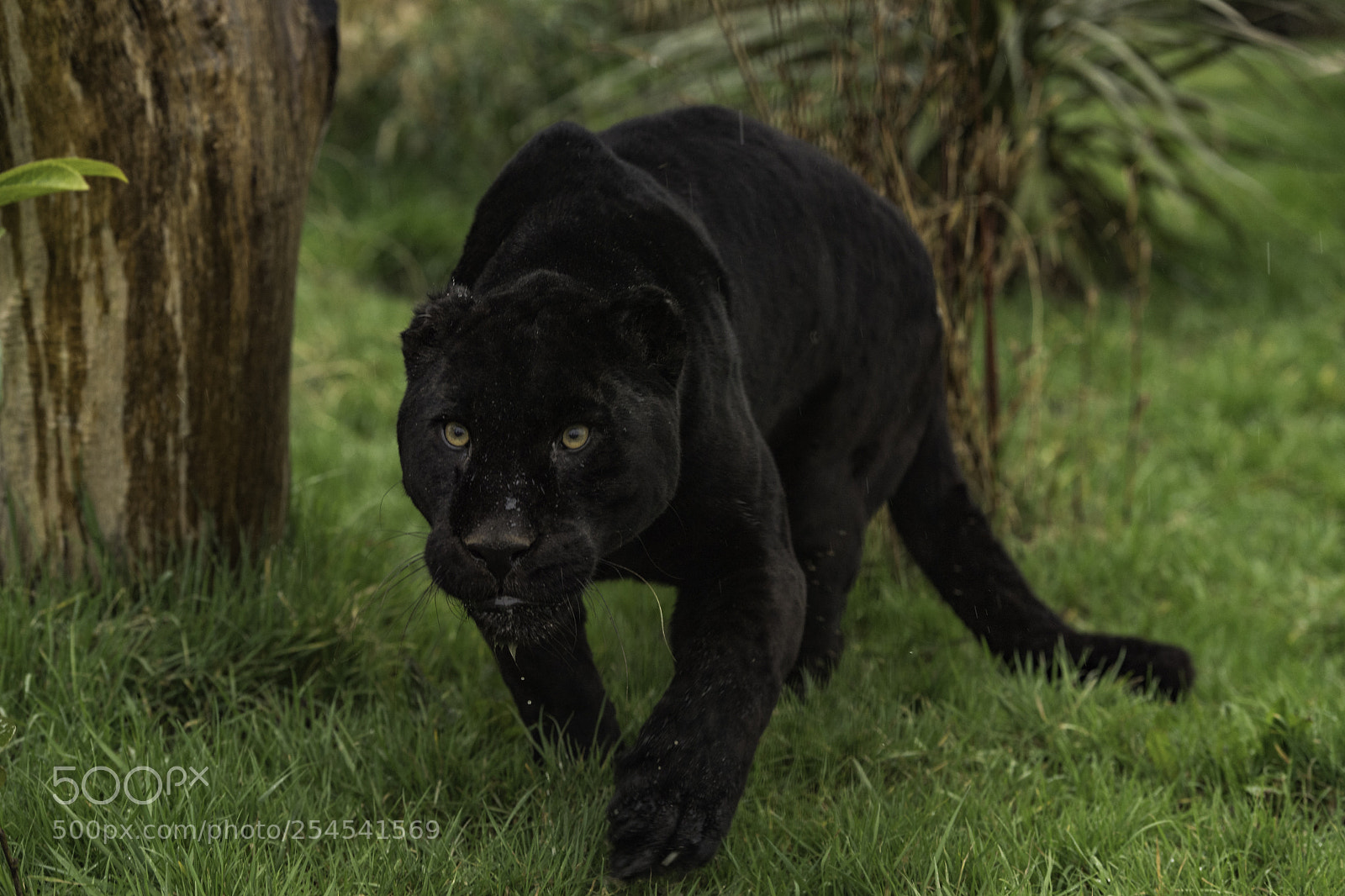 Nikon D5 sample photo. Black jaguar series photography