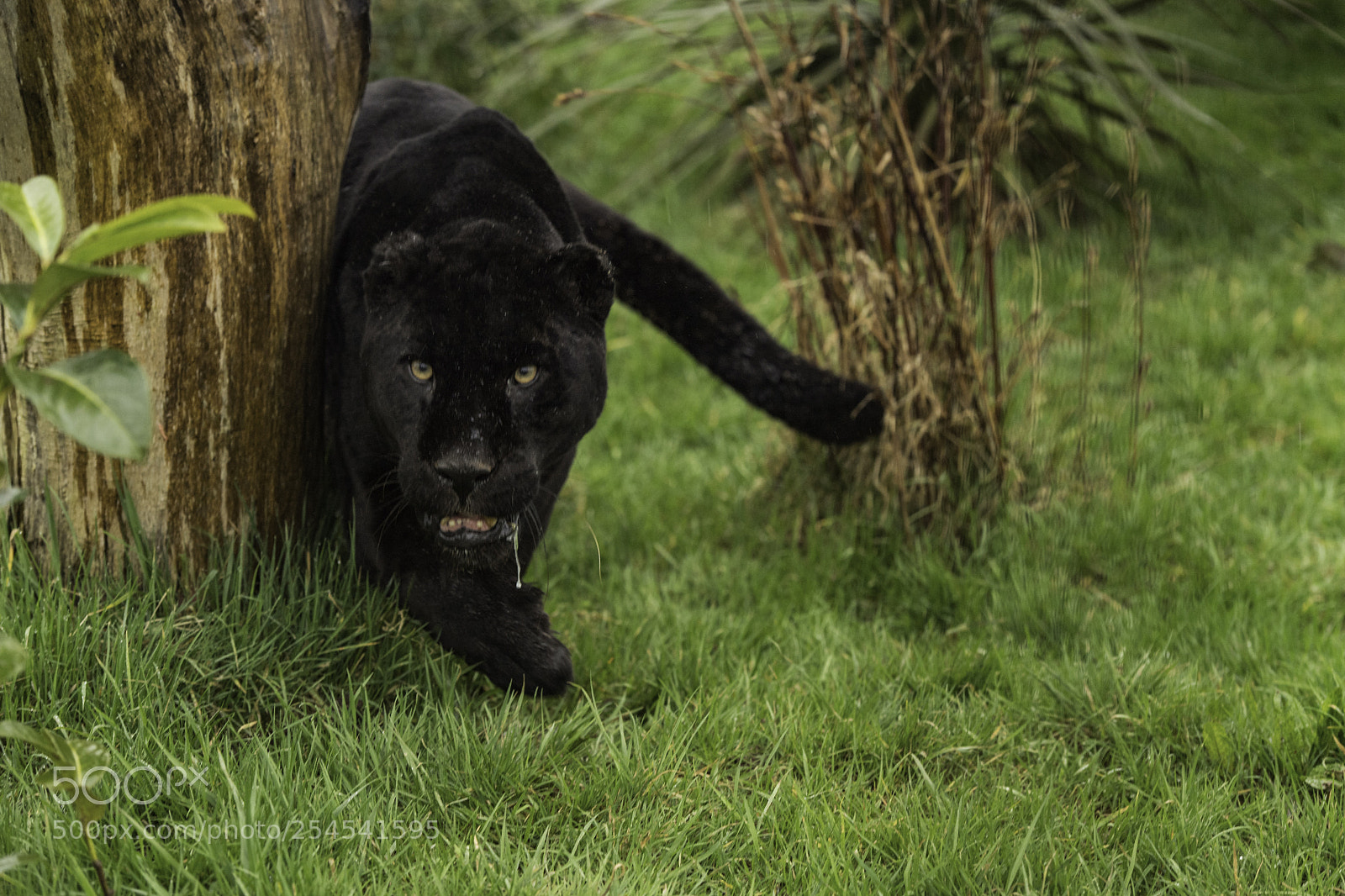 Nikon D5 sample photo. Black jaguar series photography