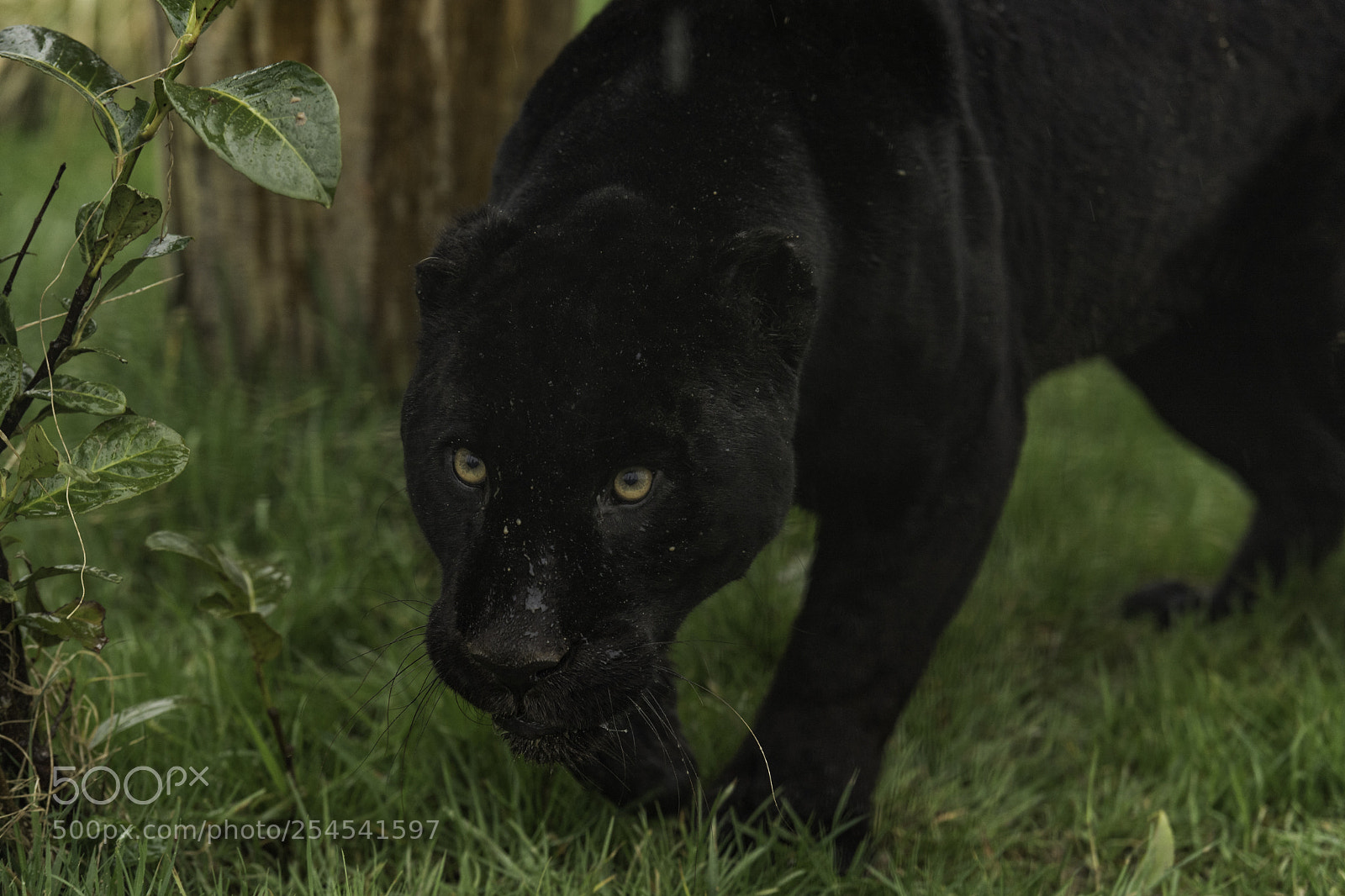 Nikon D5 sample photo. Black jaguar series photography