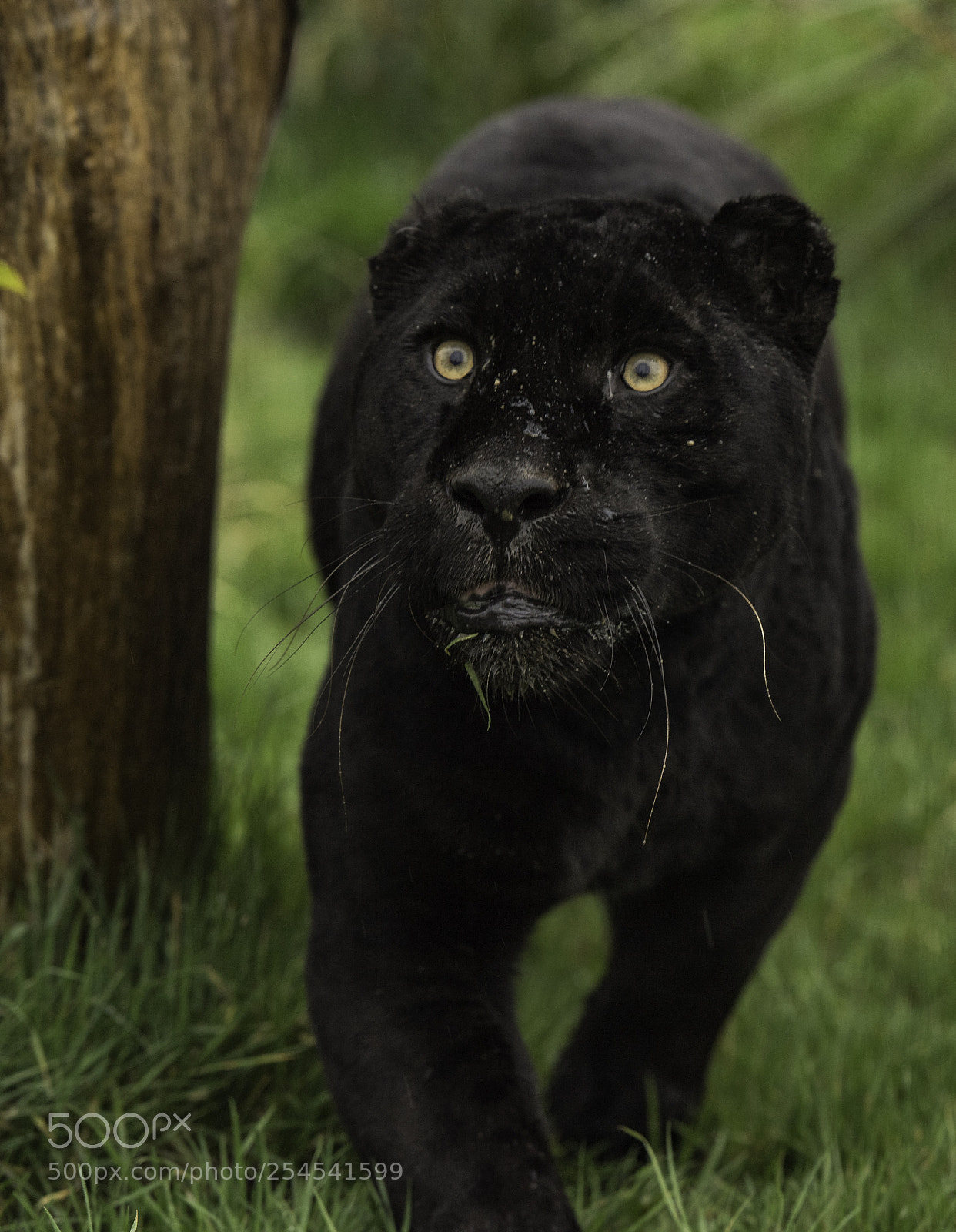 Nikon D5 sample photo. Black jaguar series photography