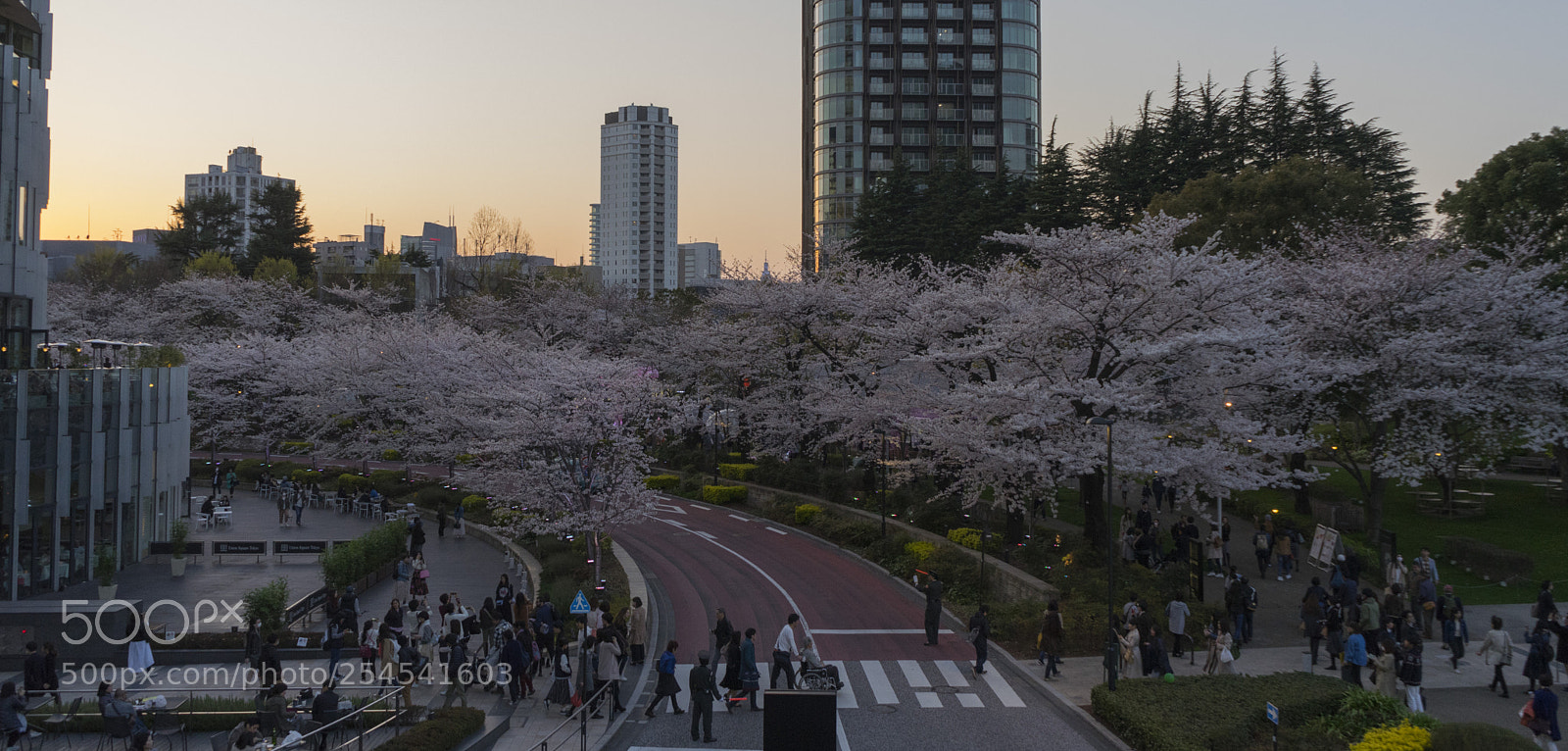 Sony a7 II sample photo. Street and sakura photography