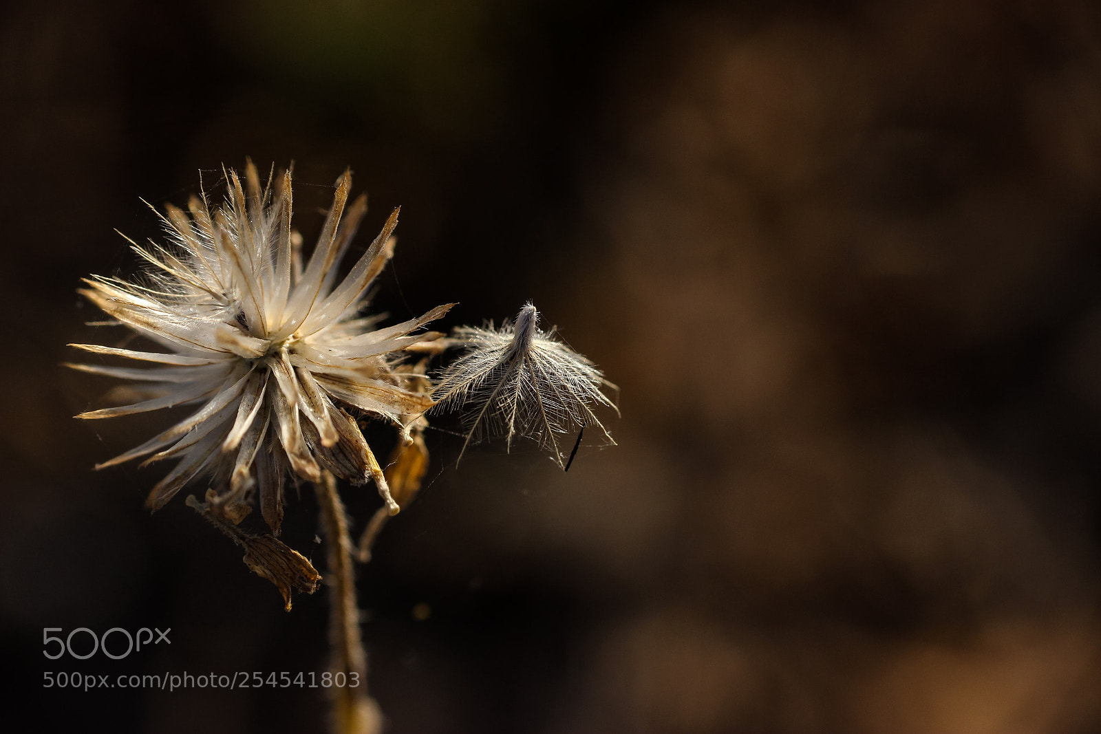 Canon EOS 600D (Rebel EOS T3i / EOS Kiss X5) sample photo. An abstract from nature. photography