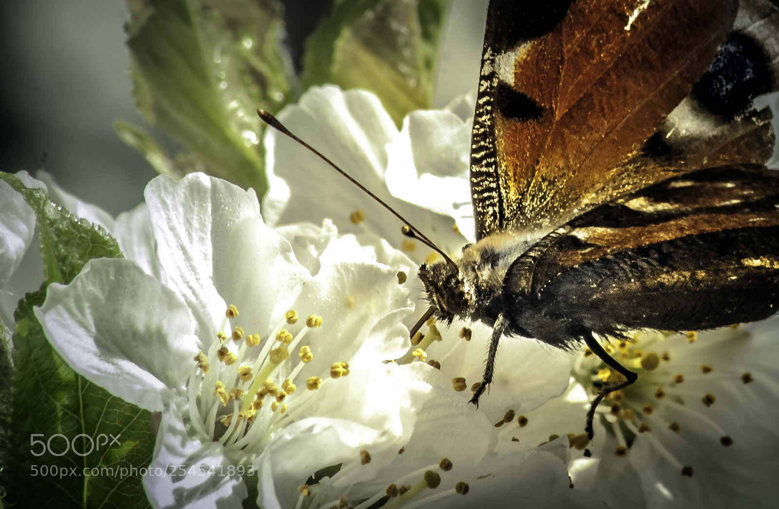Nikon D5000 sample photo. Butterfly photography