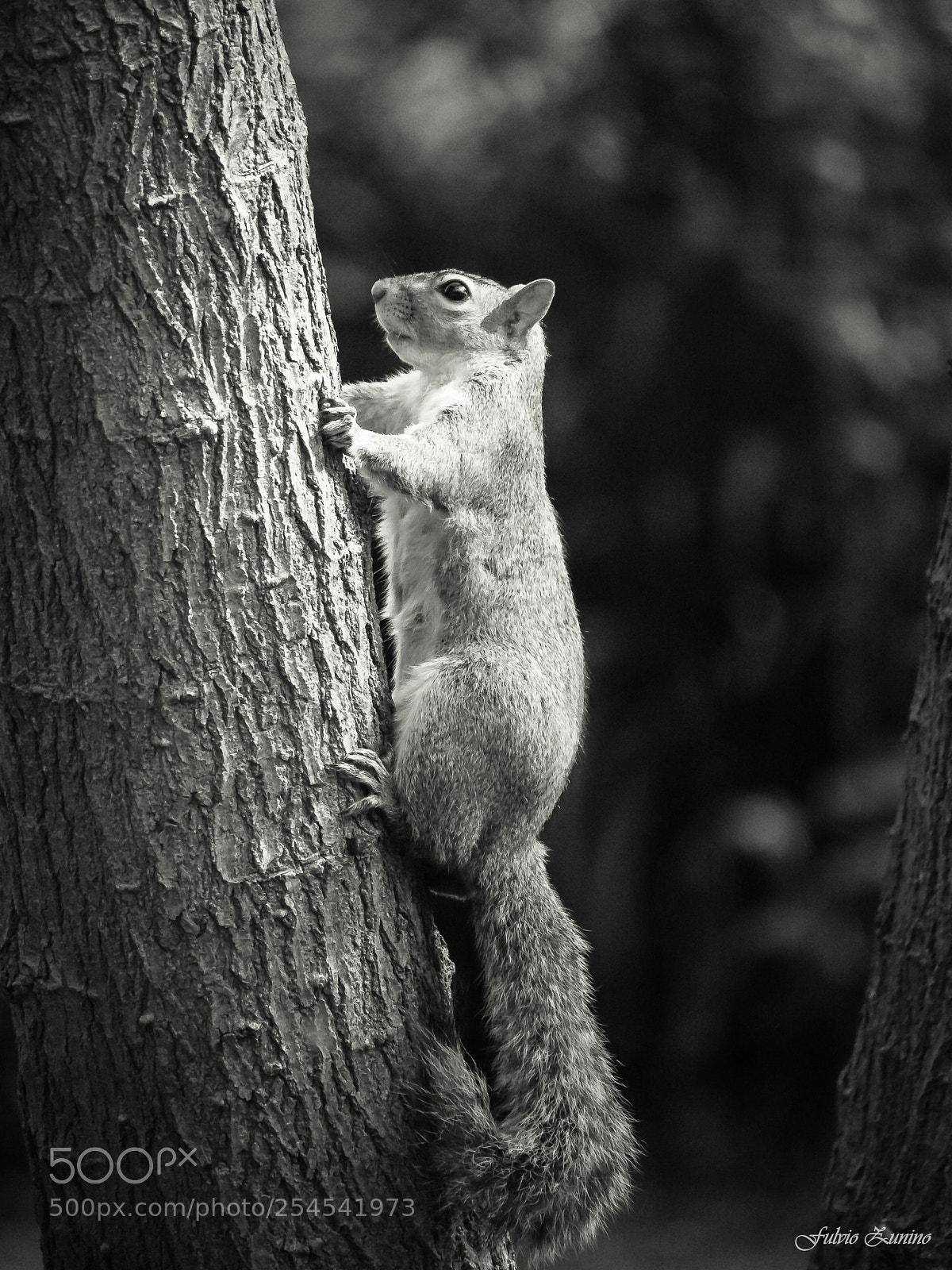 Olympus OM-D E-M1 Mark II sample photo. The park squirrel photography