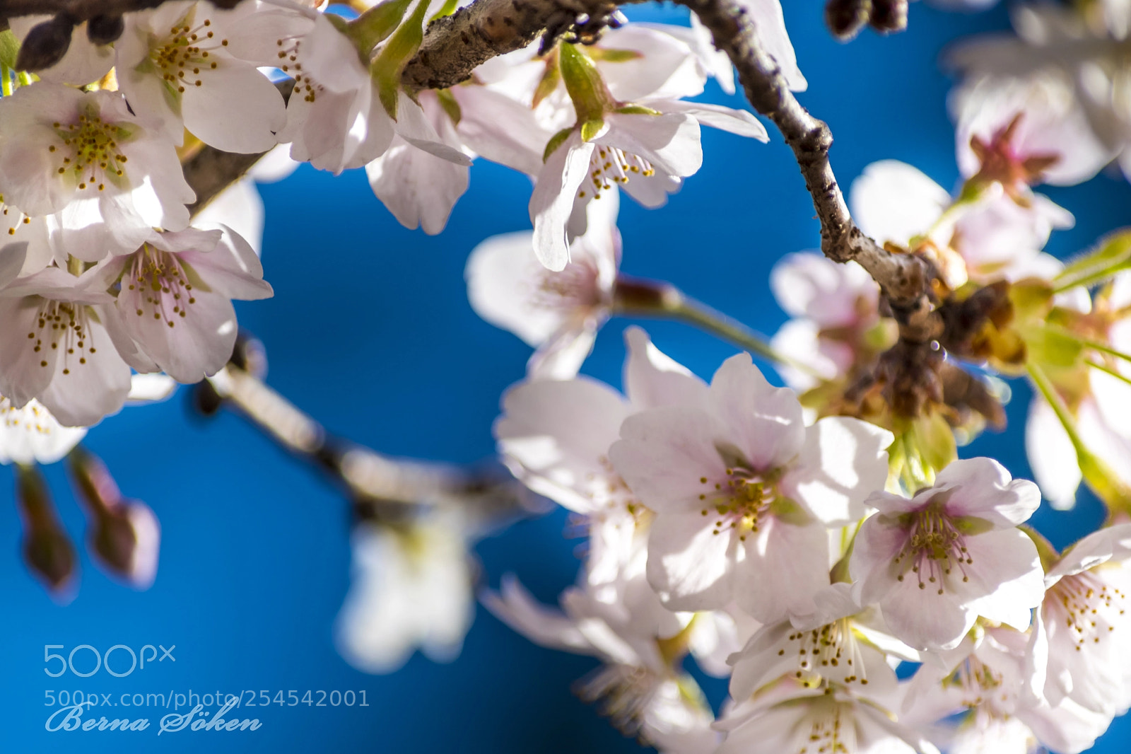 Nikon D5500 sample photo. Look up to see photography