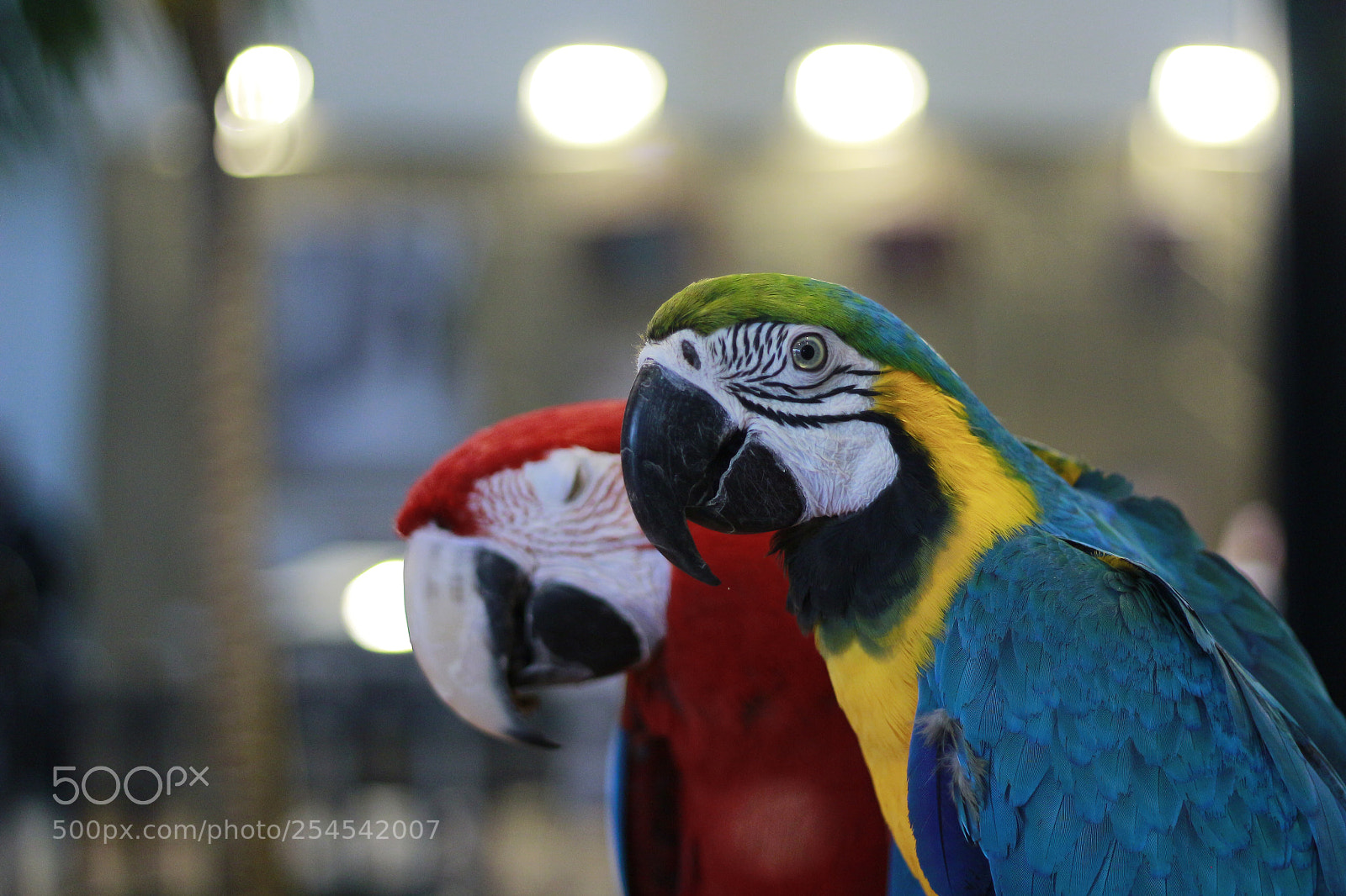 Canon EOS 100D (EOS Rebel SL1 / EOS Kiss X7) sample photo. İzmir fair/ turkey photography