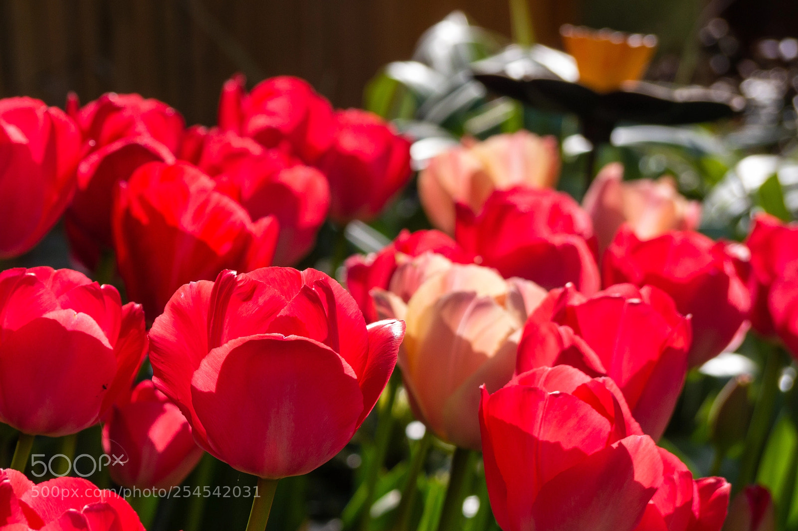 Panasonic Lumix DMC-G6 sample photo. Spring fanfare photography