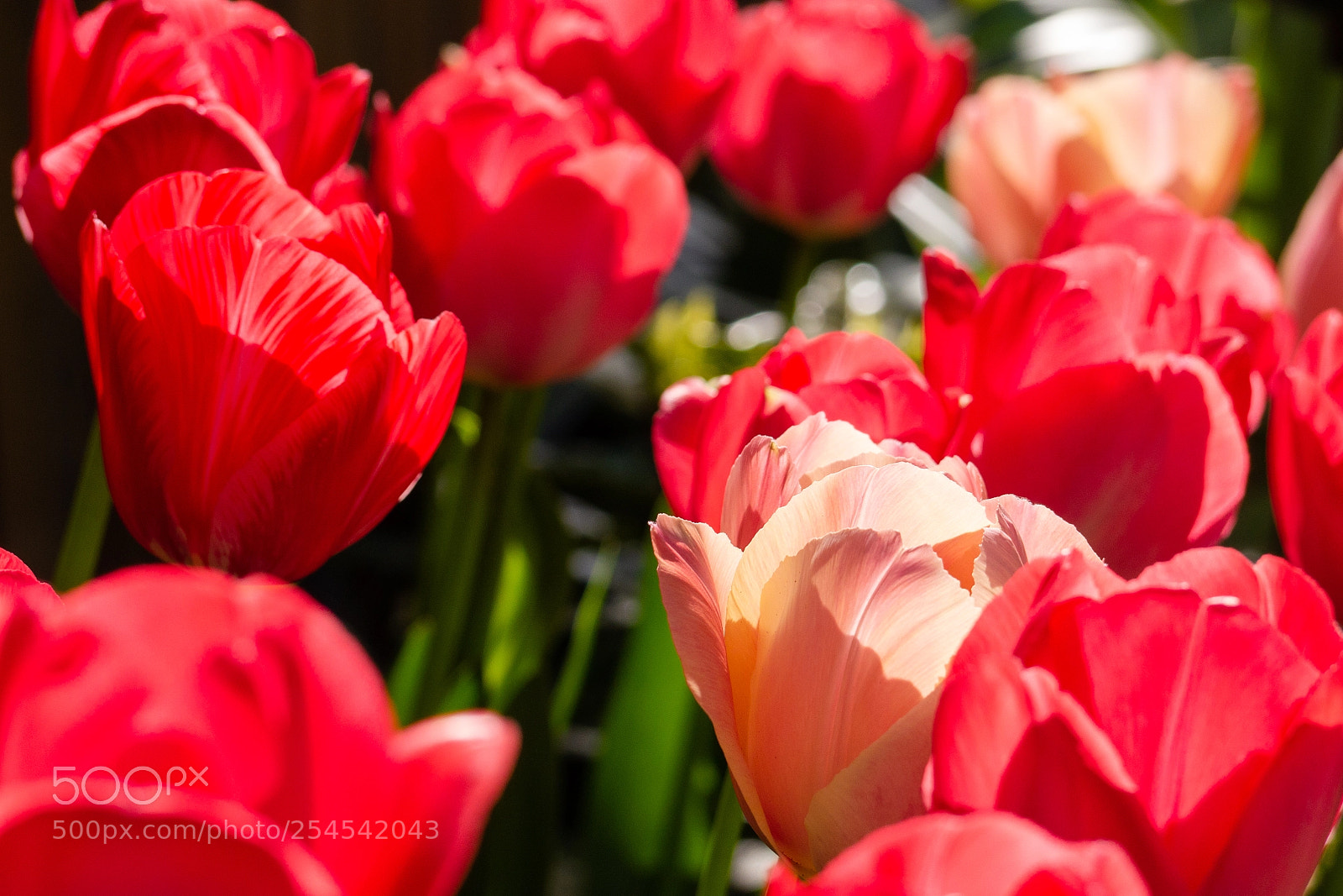 Panasonic Lumix DMC-G6 sample photo. Spring fanfare photography