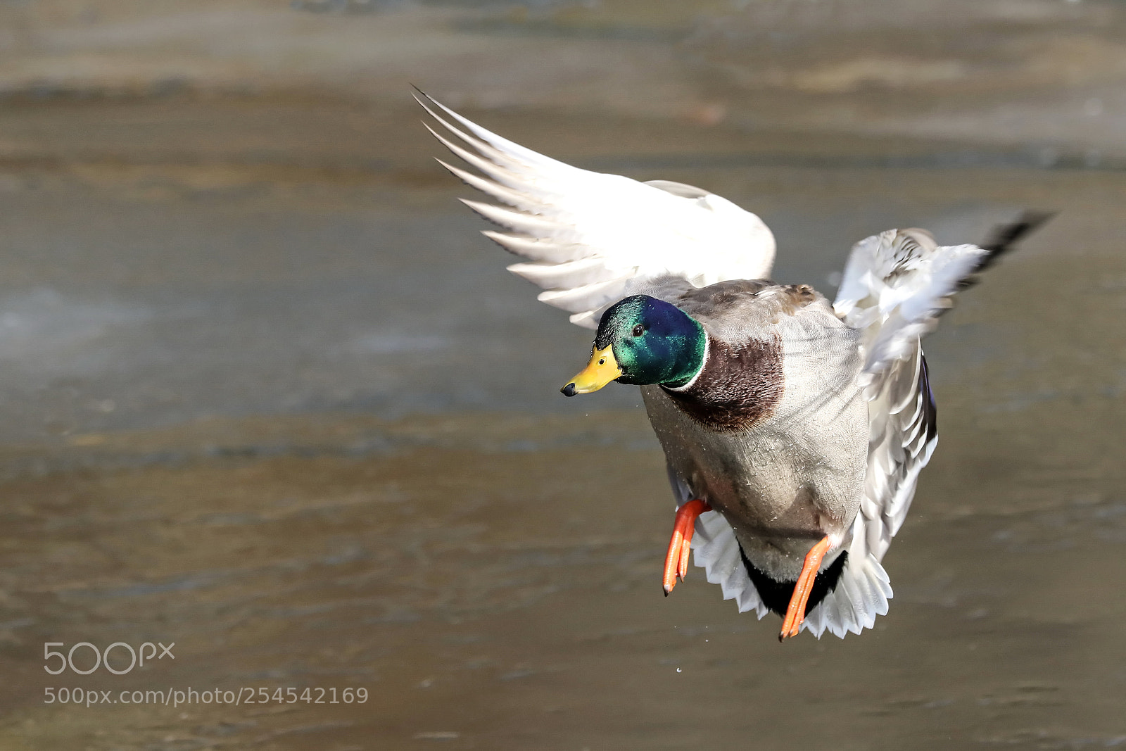 Canon EOS 7D Mark II sample photo. Mallard duck photography
