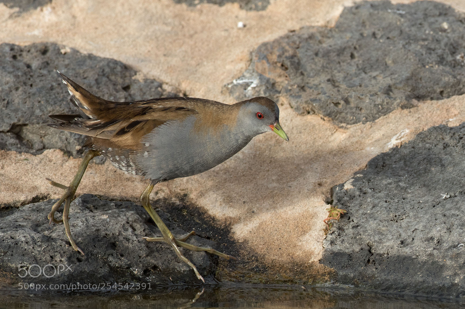 Canon EOS 7D Mark II sample photo. Little crake photography
