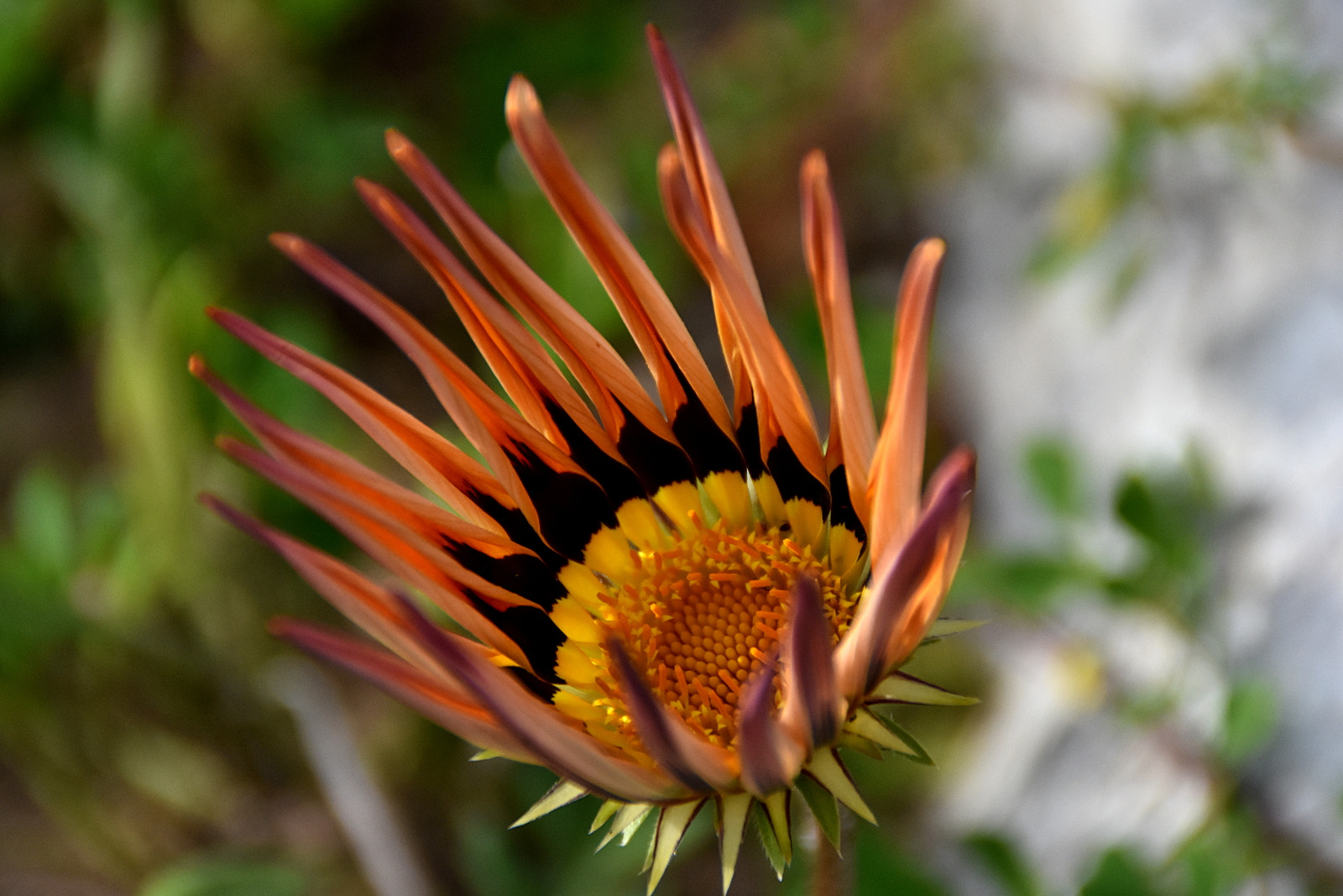 Nikon D7200 sample photo. A photography