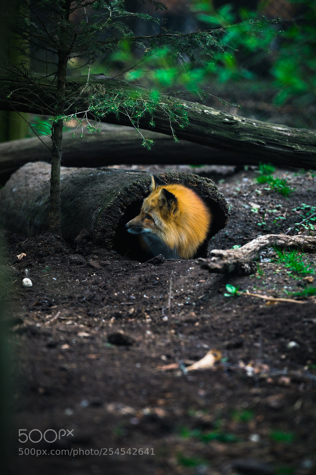 Canon EOS 5D Mark IV sample photo. Untitled photography