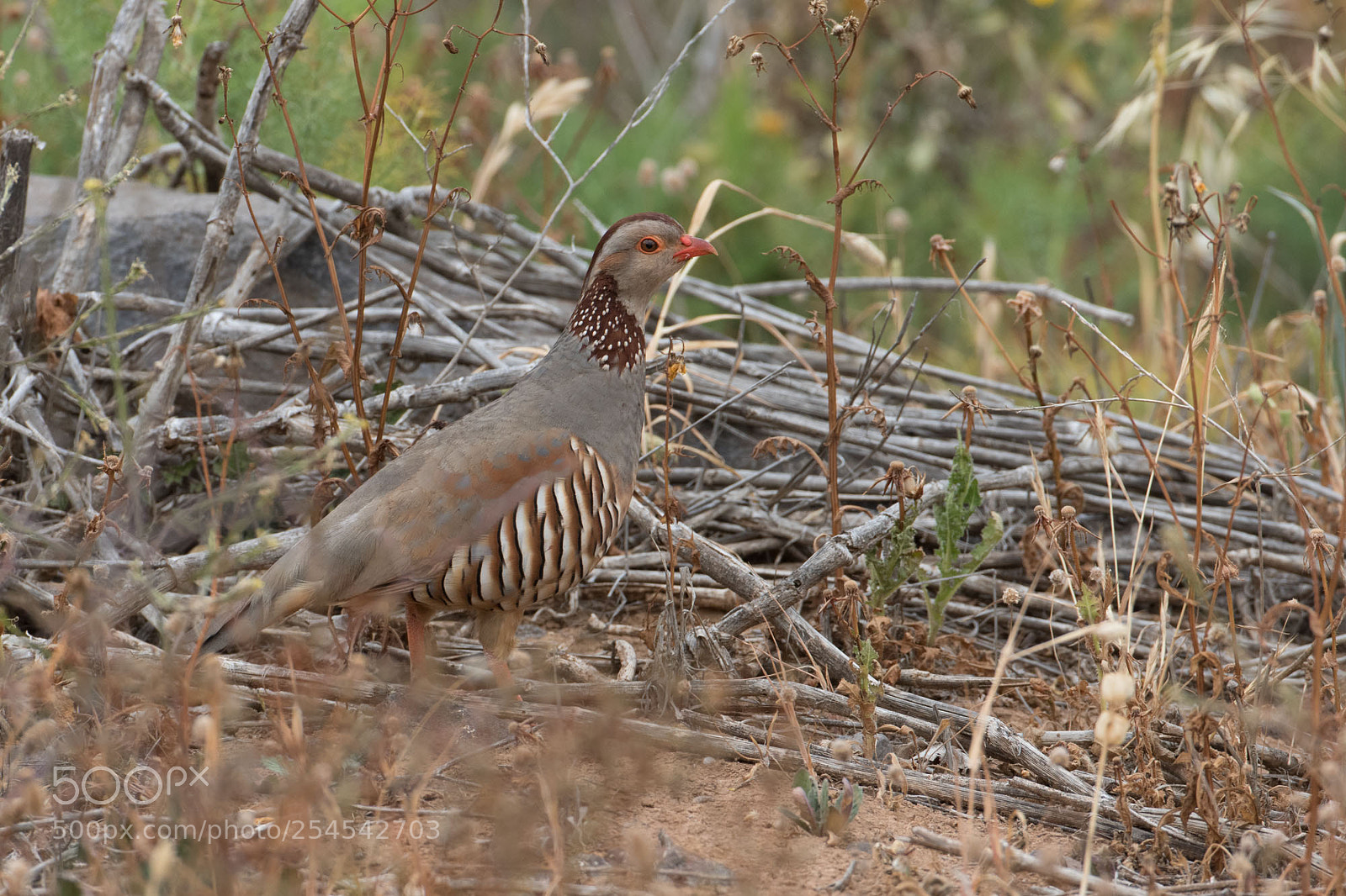 Canon EOS 7D Mark II sample photo. Barbary partridge photography
