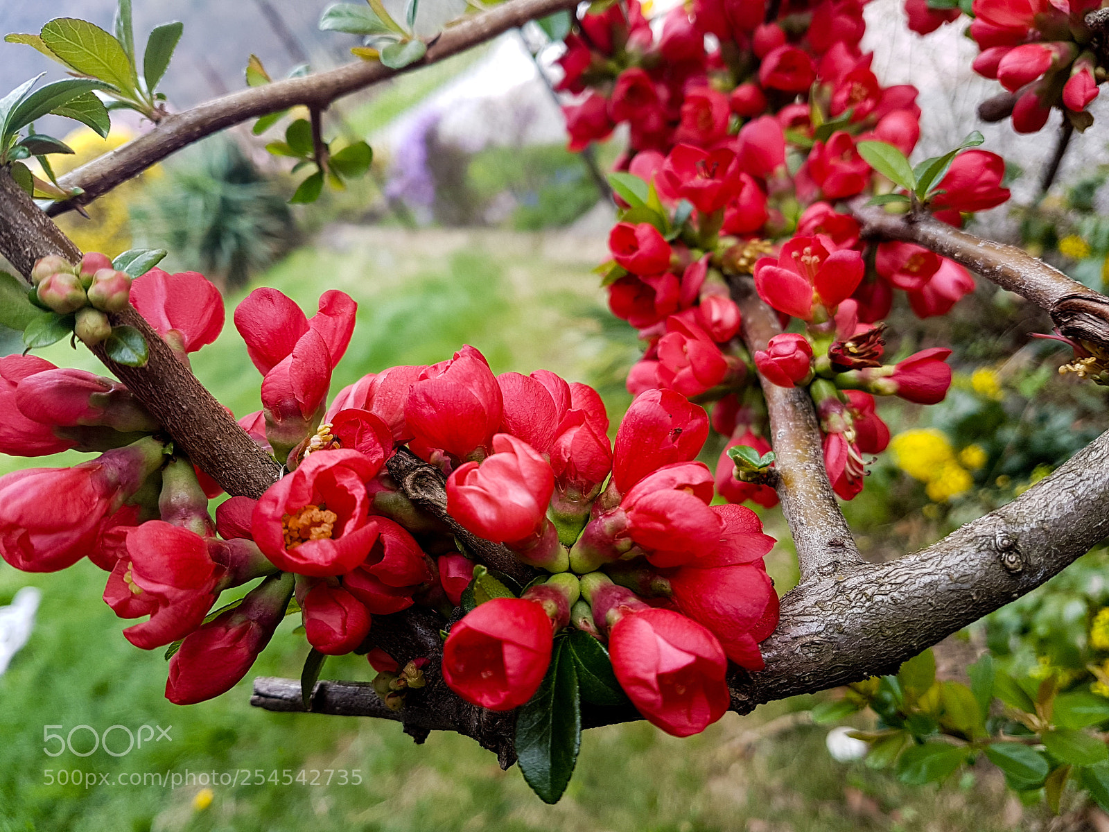 Samsung Galaxy S7 Edge sample photo. Red flowers photography