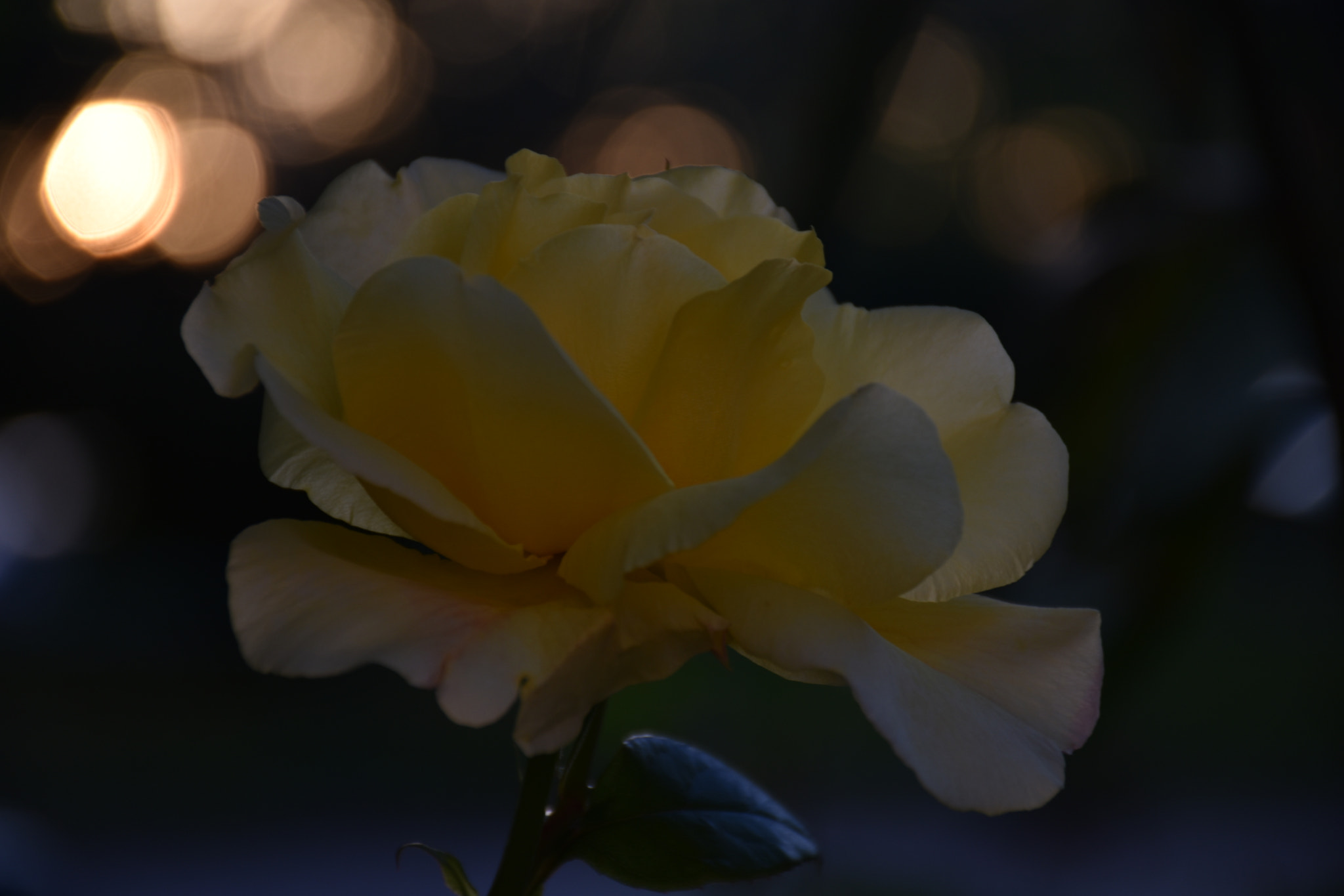 Nikon D3400 sample photo. Yellow flower ... photography