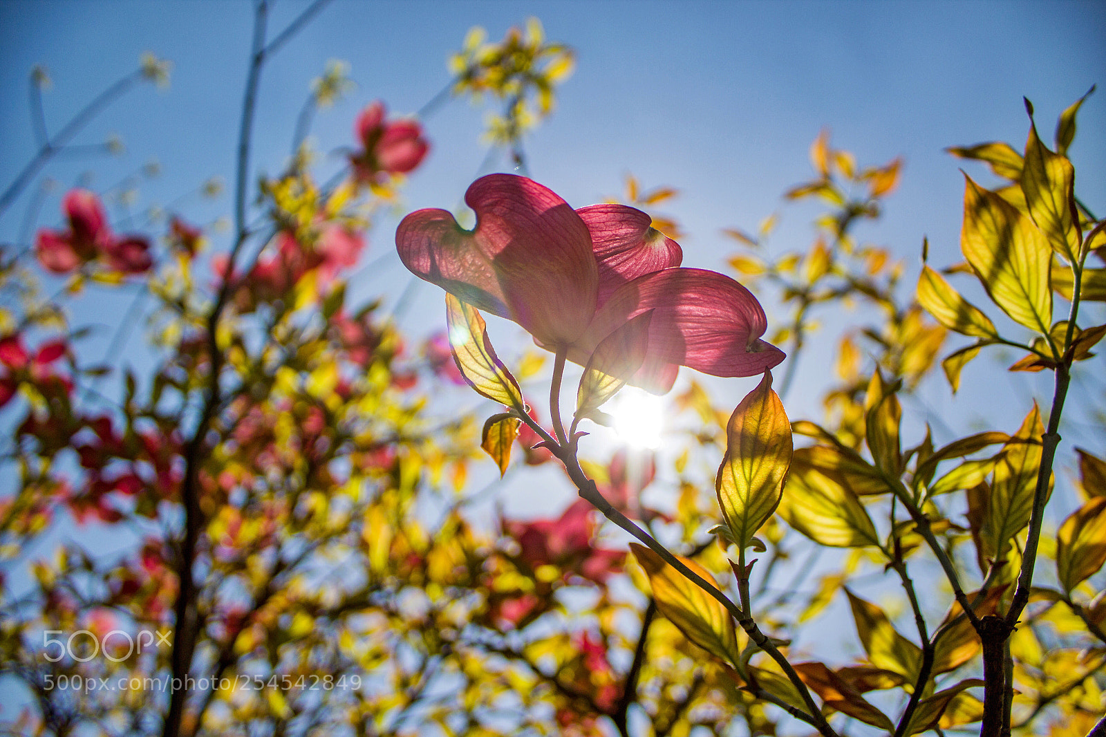 Canon EOS 1200D (EOS Rebel T5 / EOS Kiss X70 / EOS Hi) sample photo. Good morning! photography