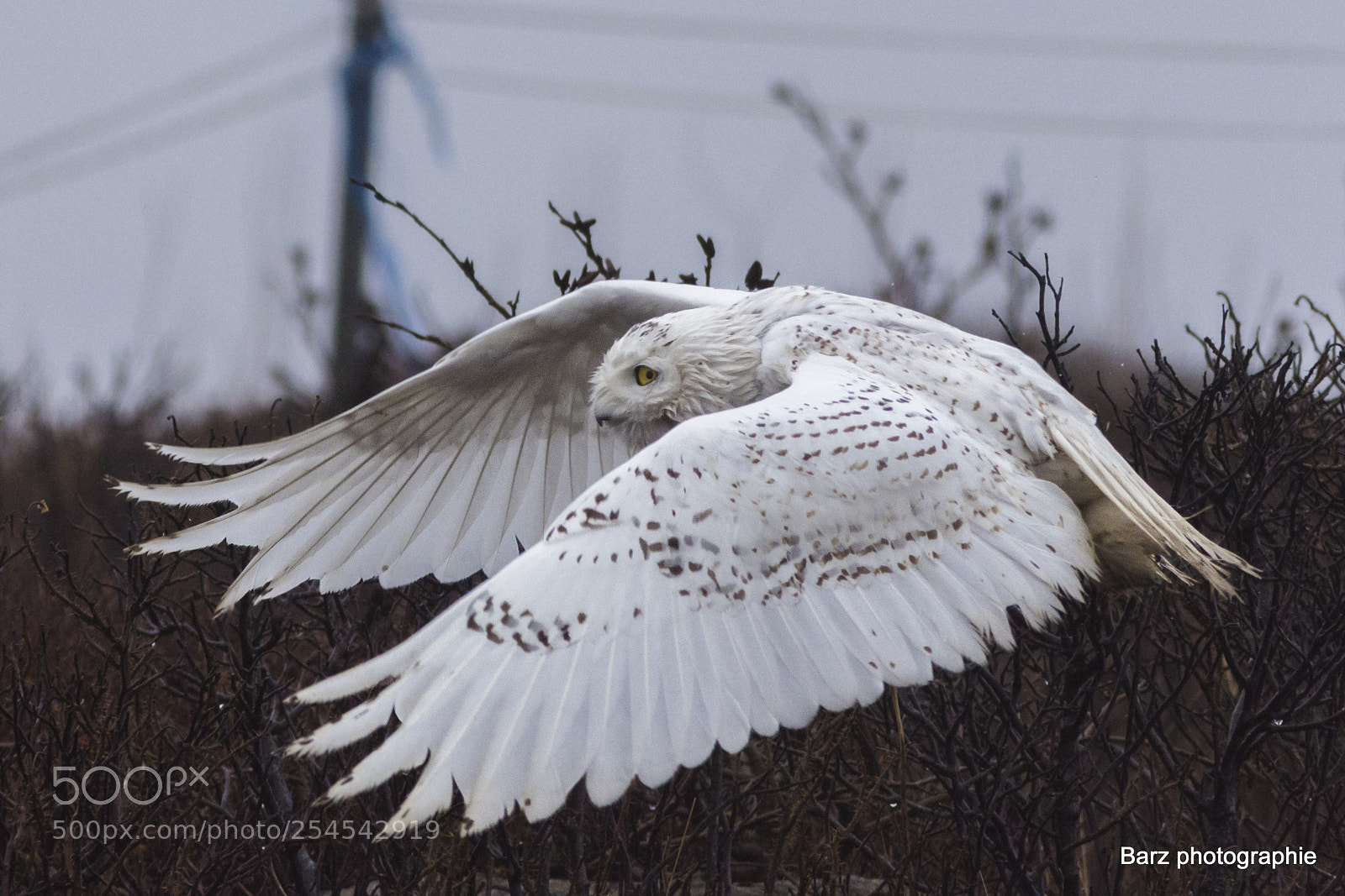 Nikon D7200 sample photo. Snow owl photography