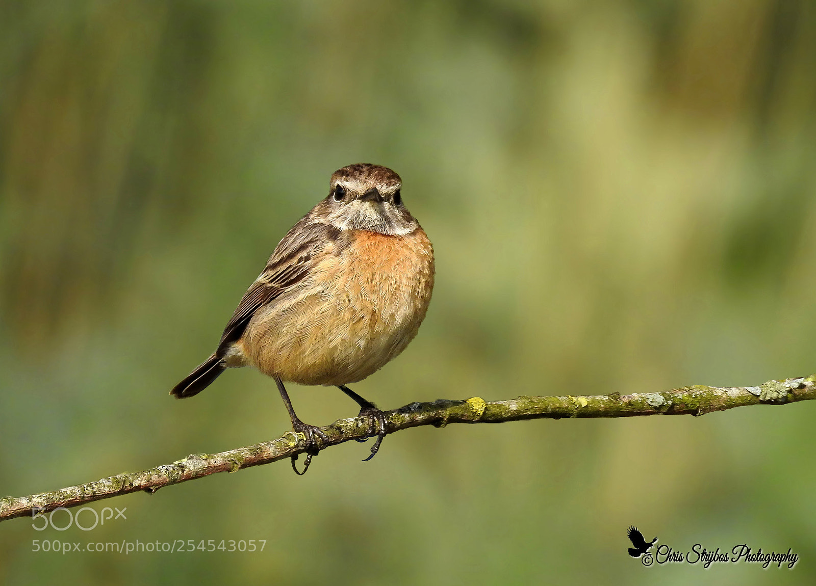 Nikon Coolpix P900 sample photo. Stonechat (female) photography