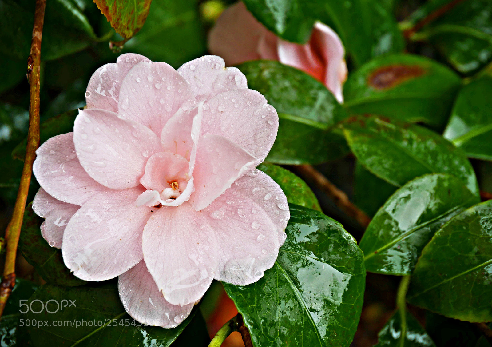 Panasonic Lumix DMC-G7 sample photo. Pinkish flower photography