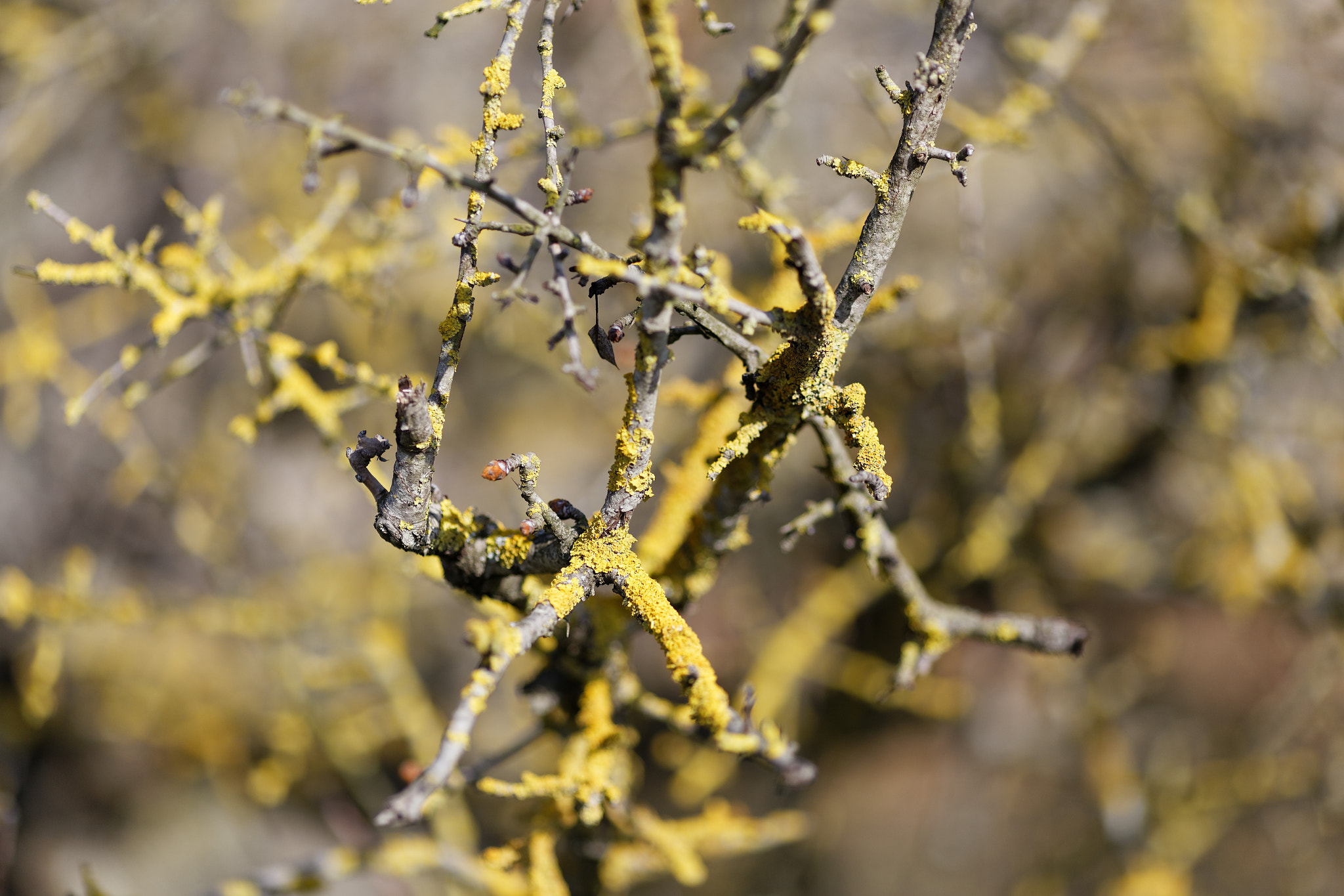 Canon EOS 6D + Canon EF 135mm F2L USM sample photo. Such an old tree photography