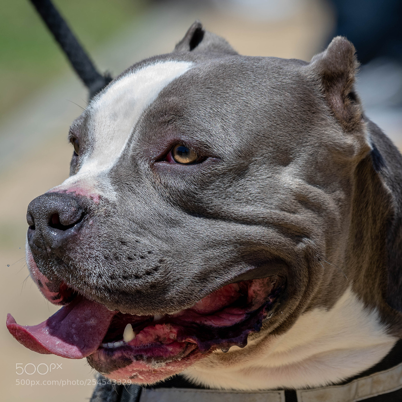 Nikon D500 sample photo. Dog expressions photography