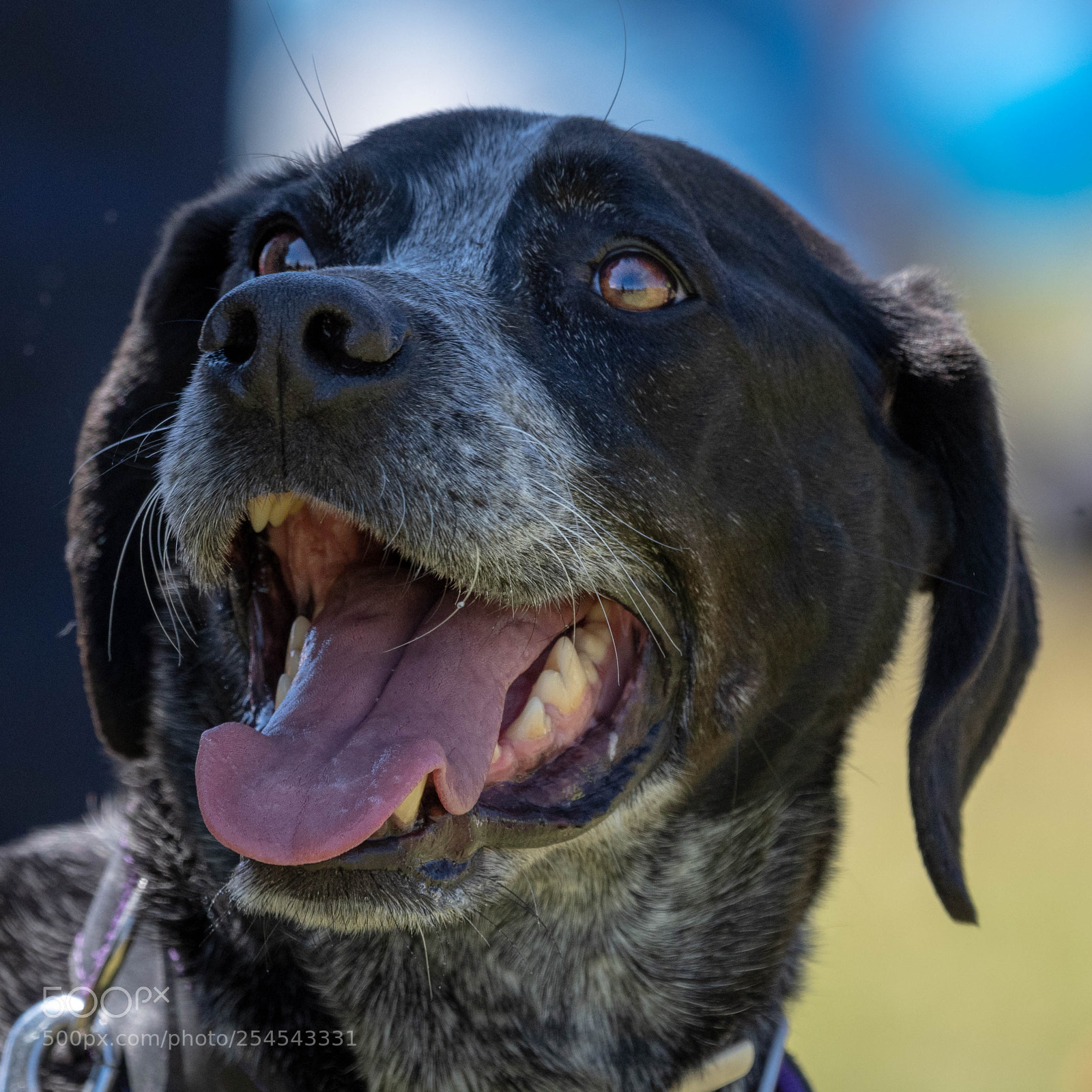 Nikon D500 sample photo. Dog expressions photography