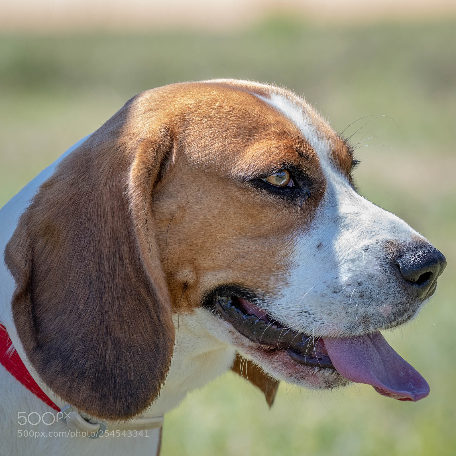 Nikon D500 sample photo. Dog expressions photography