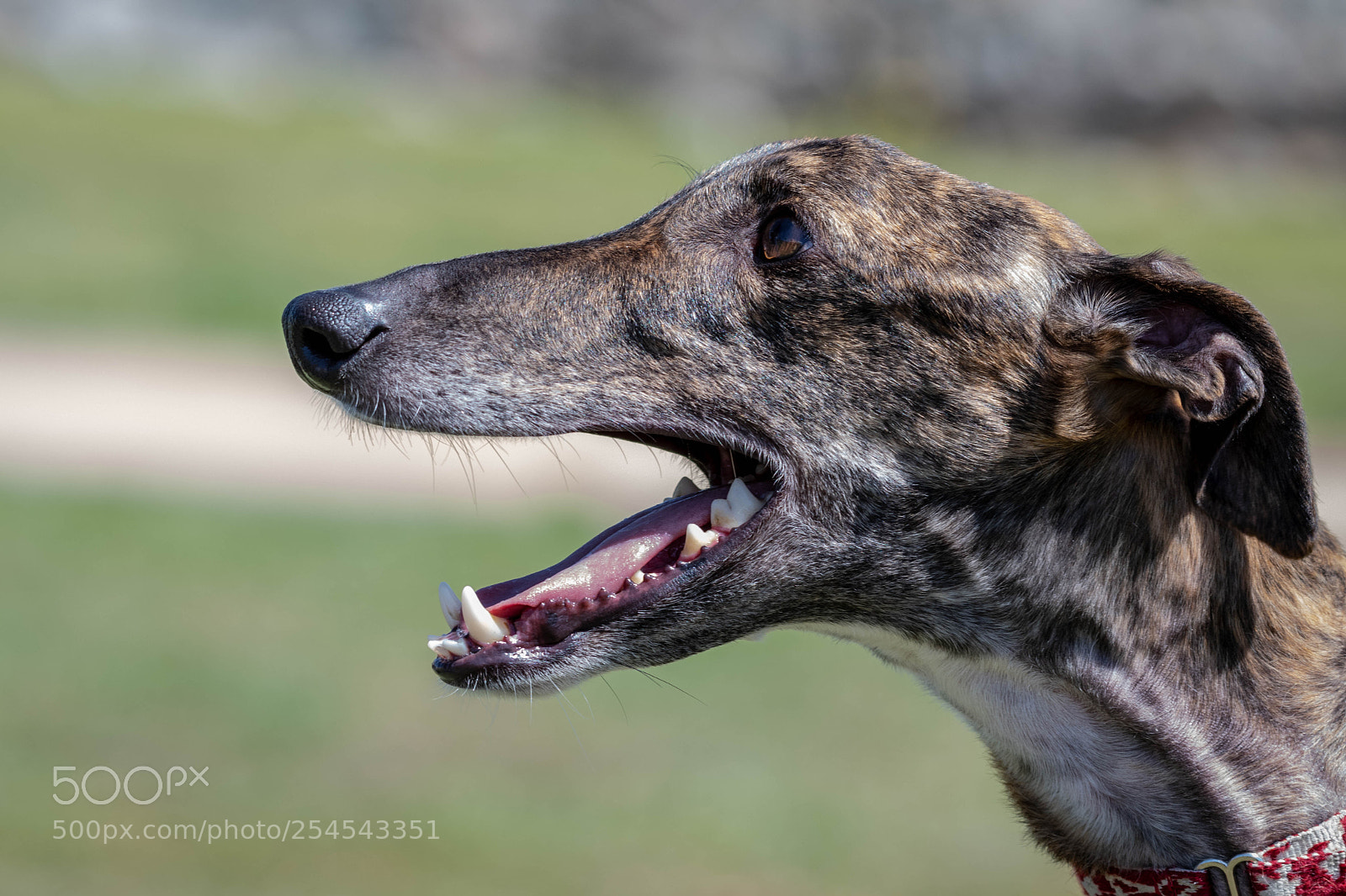 Nikon D500 sample photo. Dog expressions photography
