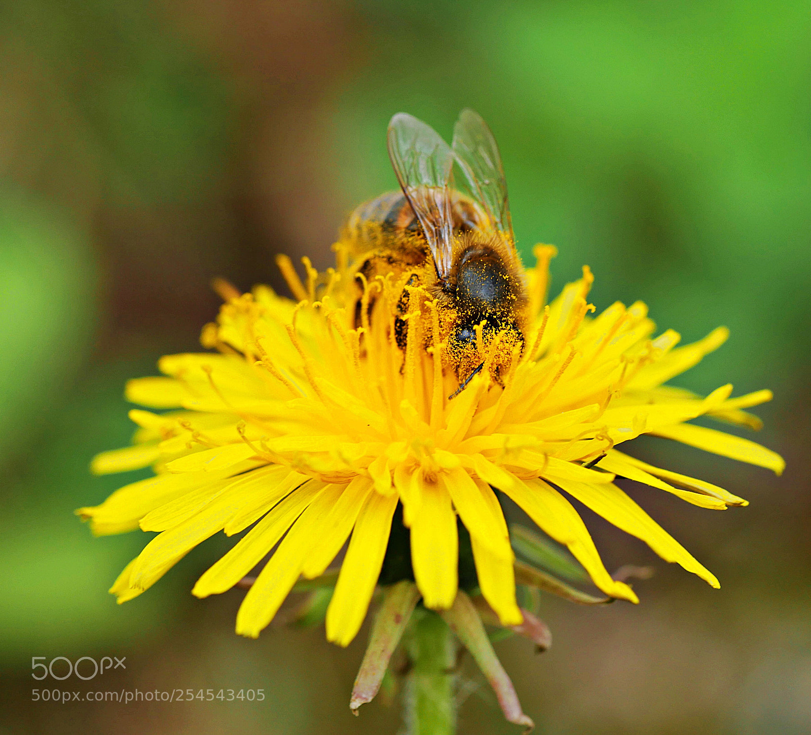 Panasonic Lumix DMC-G7 sample photo. Bee photography