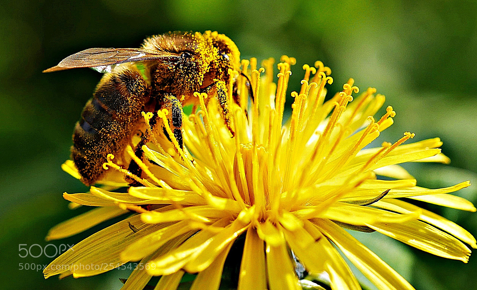 Panasonic Lumix DMC-G7 sample photo. Bee covered in pollen photography