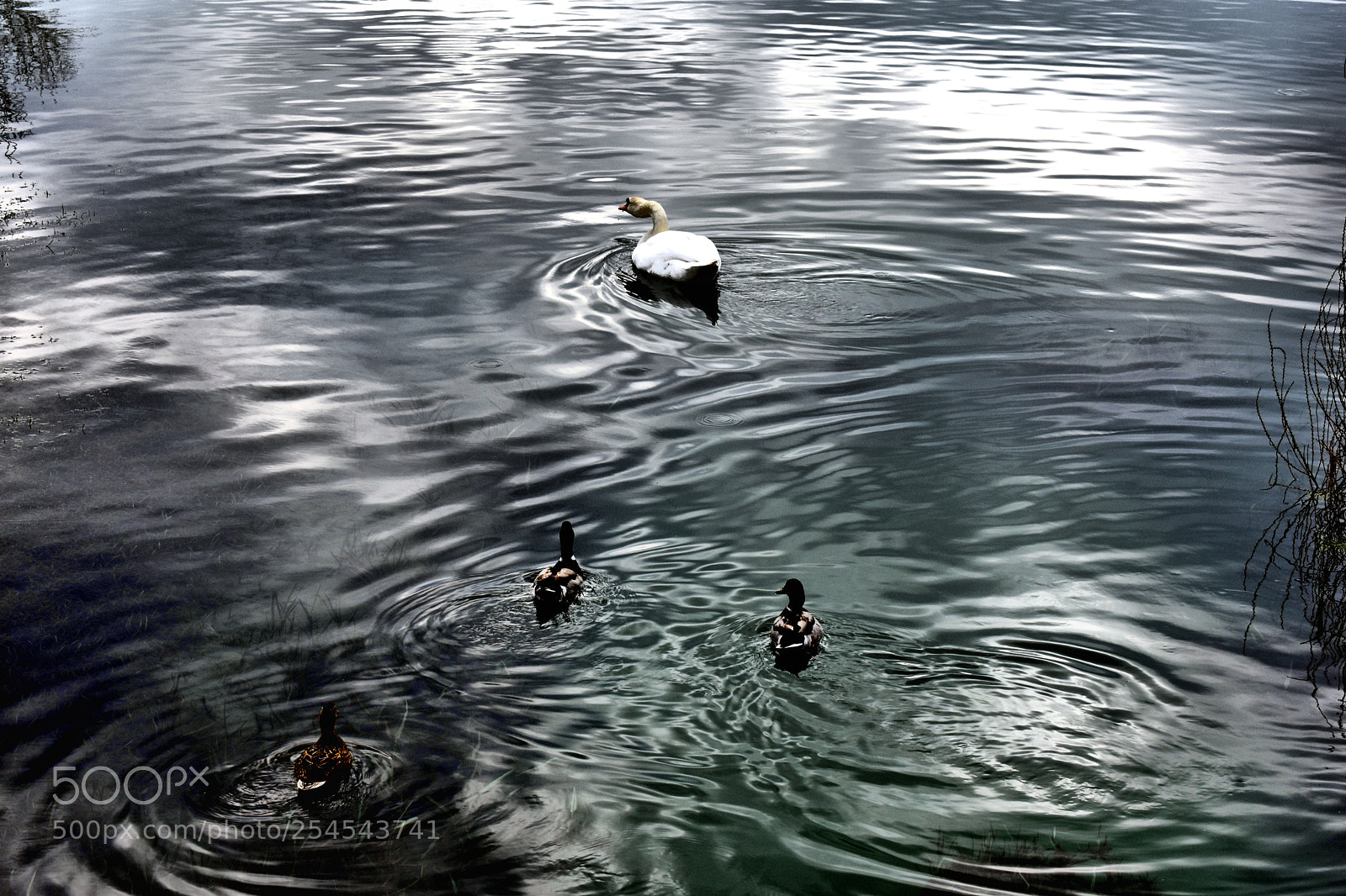 Nikon D3400 sample photo. La course poursuite photography