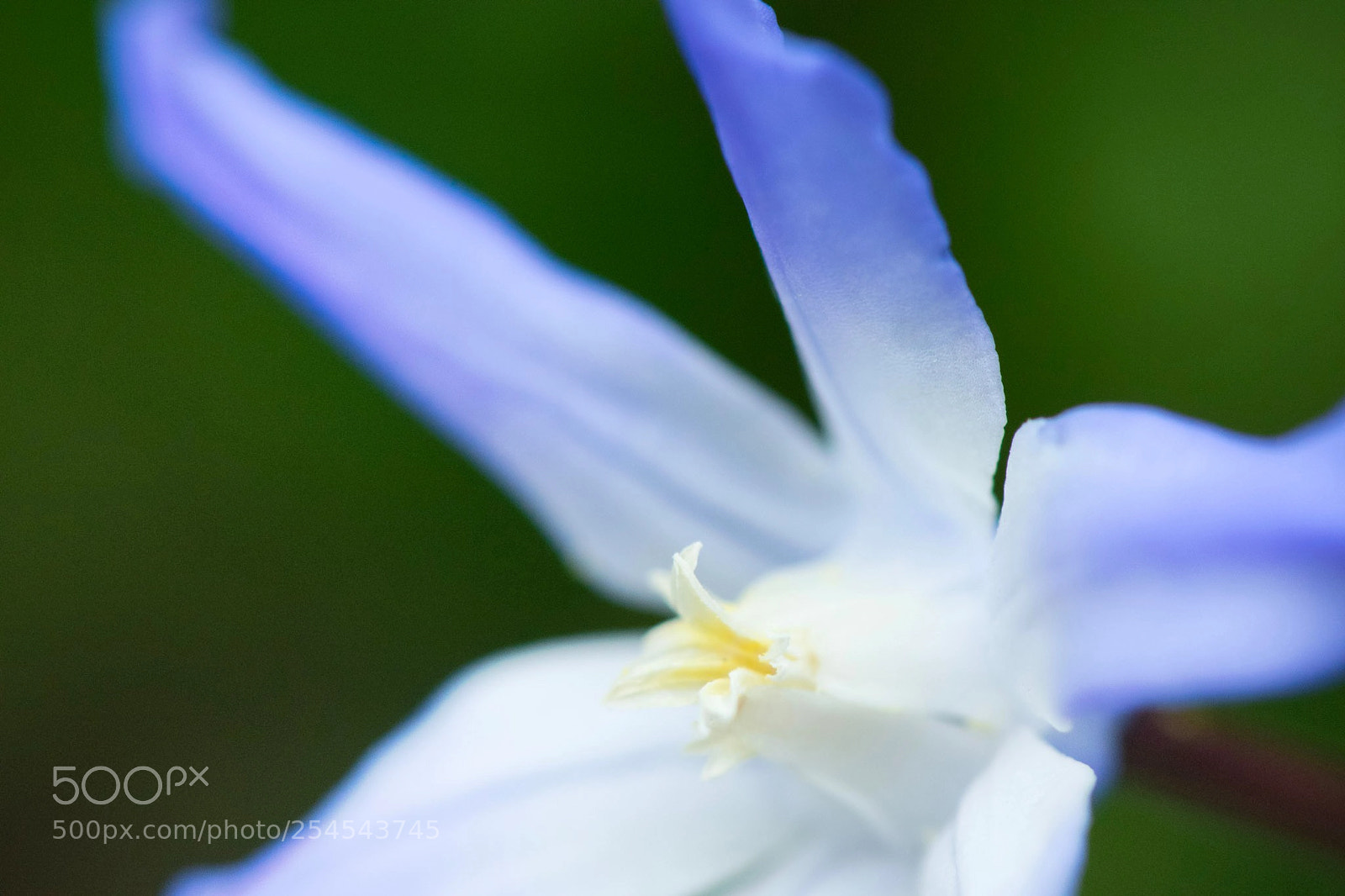 Nikon D5300 sample photo. Flower photography