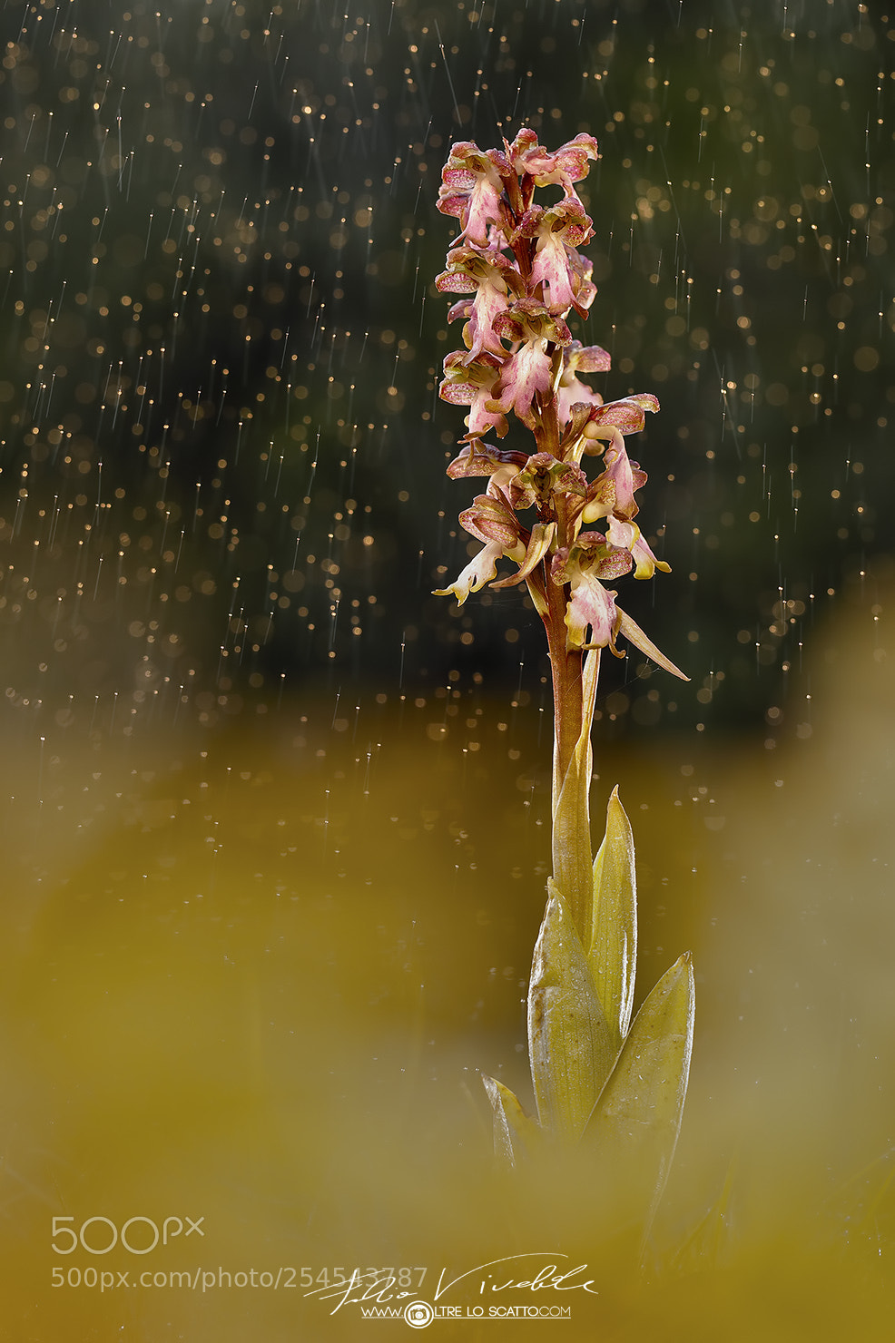 Canon EOS 5D Mark IV sample photo. Barlia photography
