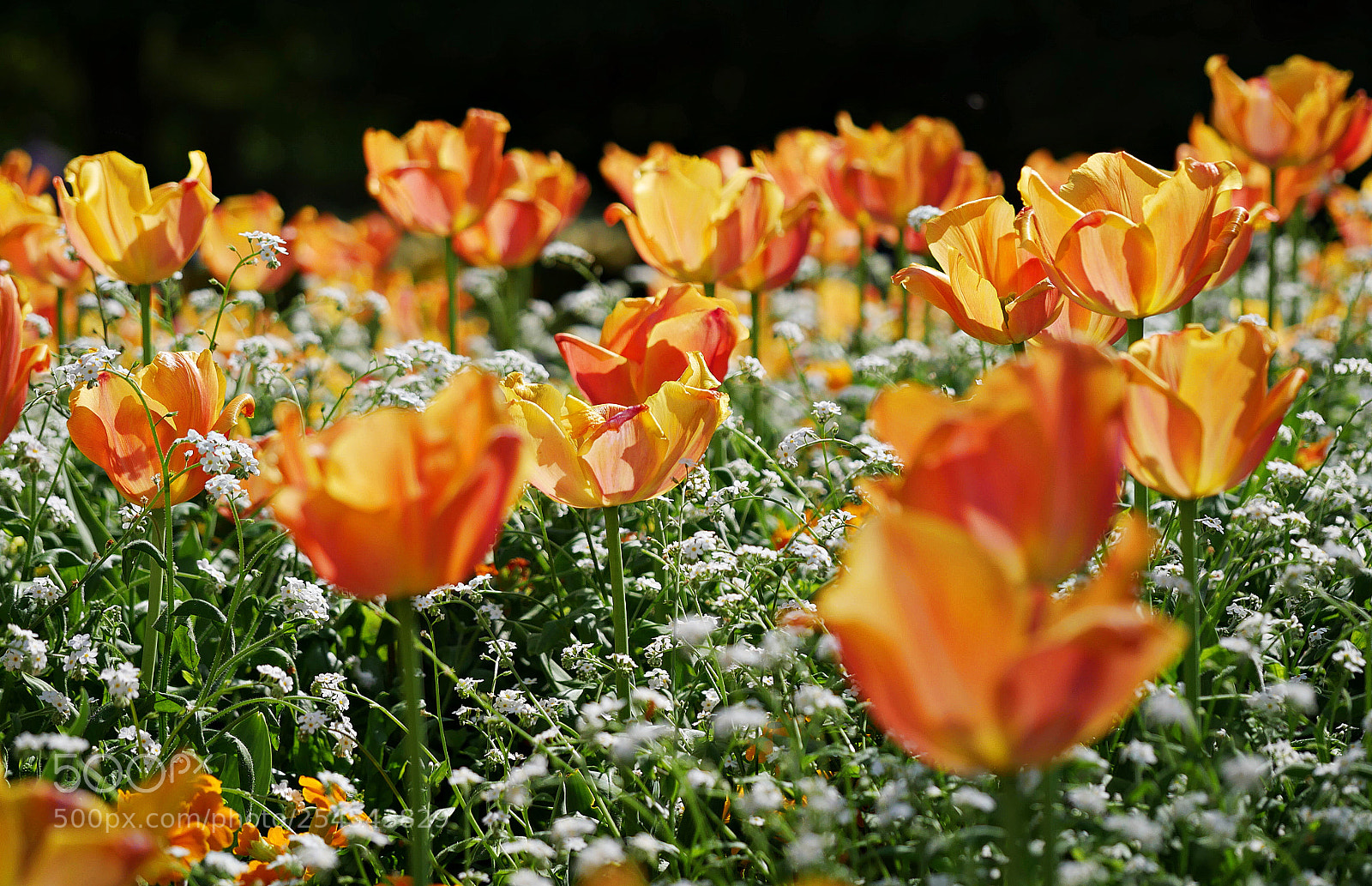Panasonic Lumix DMC-G7 sample photo. Bunch of flowers photography