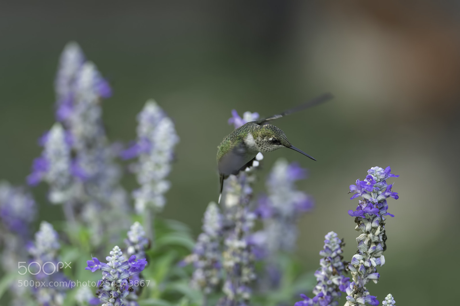 Nikon D7100 sample photo. In the blue sage photography