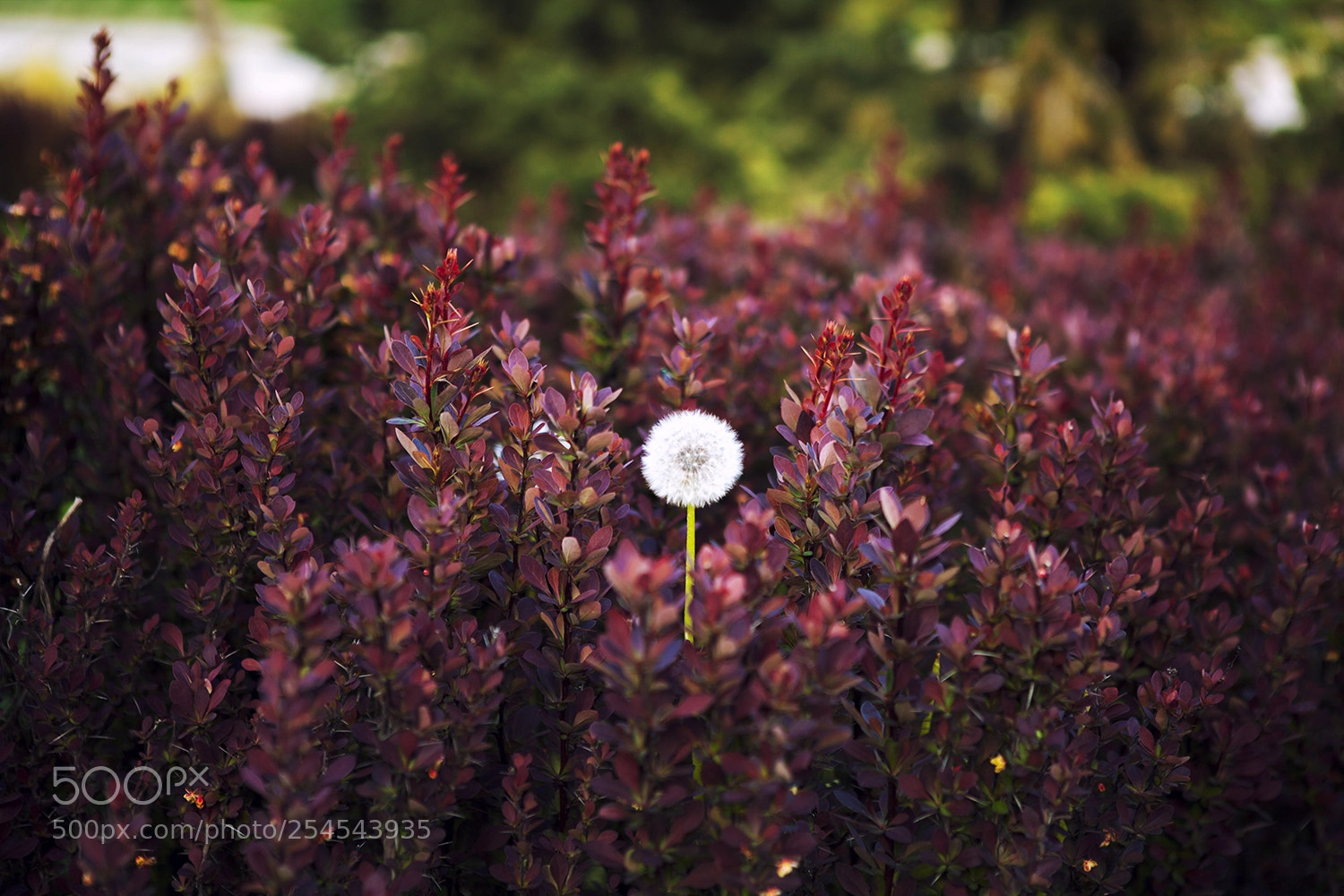 Canon EOS 5D Mark II sample photo. Dandelion photography