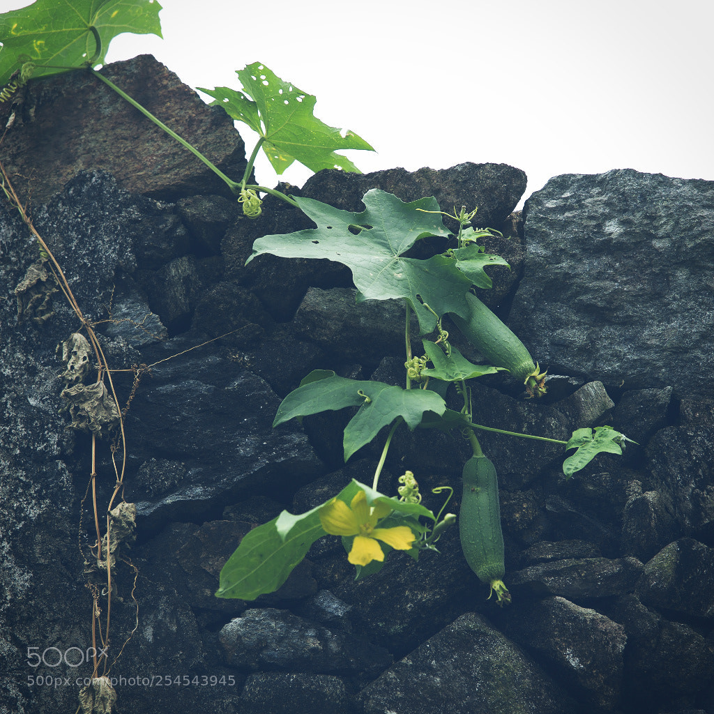 Nikon D700 sample photo. 青瓜 photography