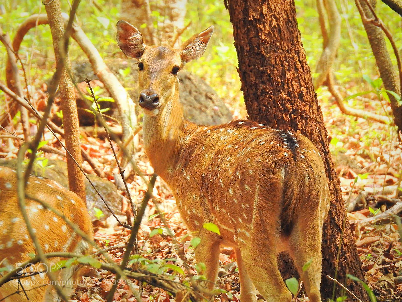 Nikon Coolpix P900 sample photo. Spotted deer photography