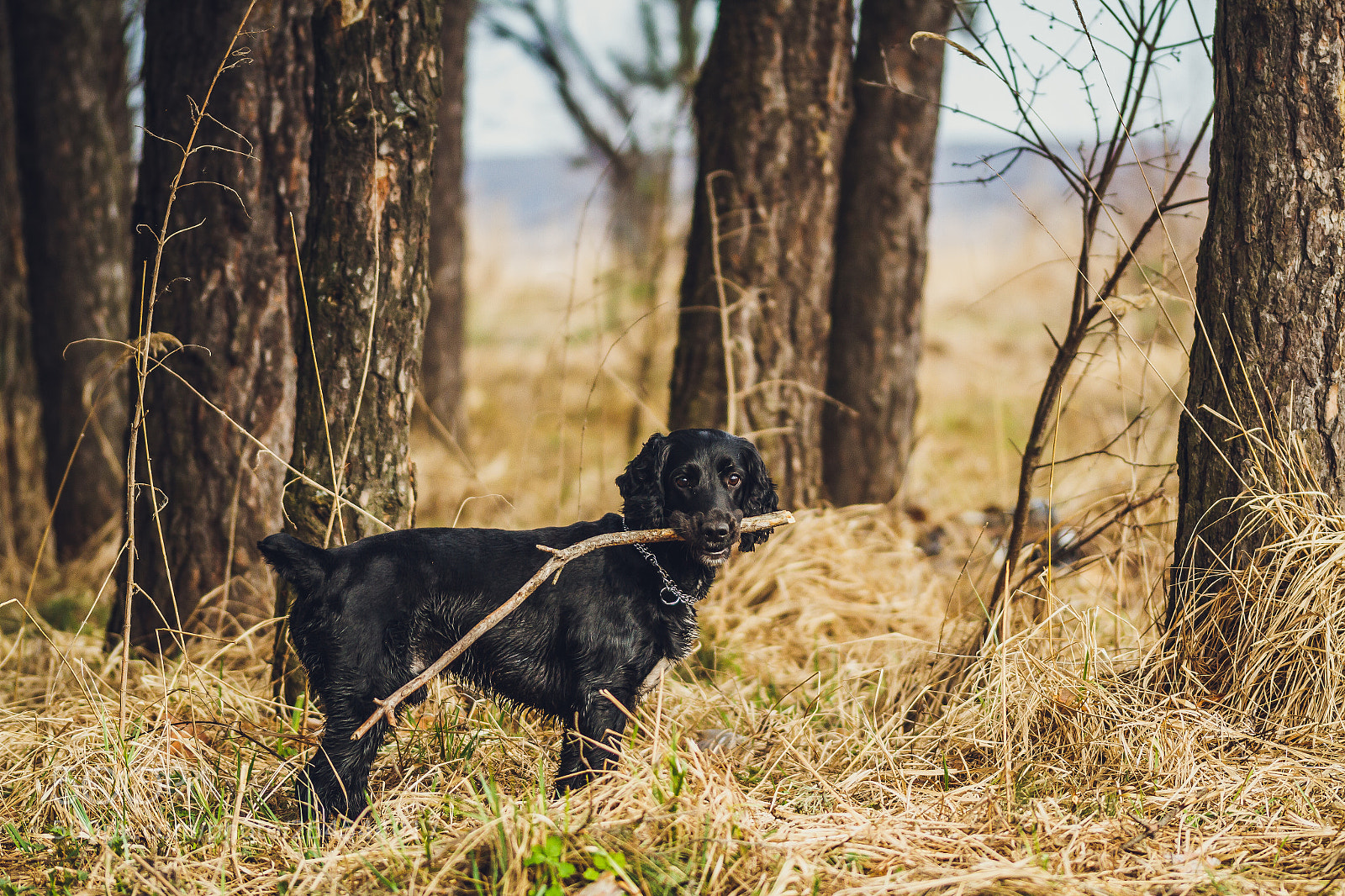 Canon EOS 7D sample photo. Jack walk 2 photography