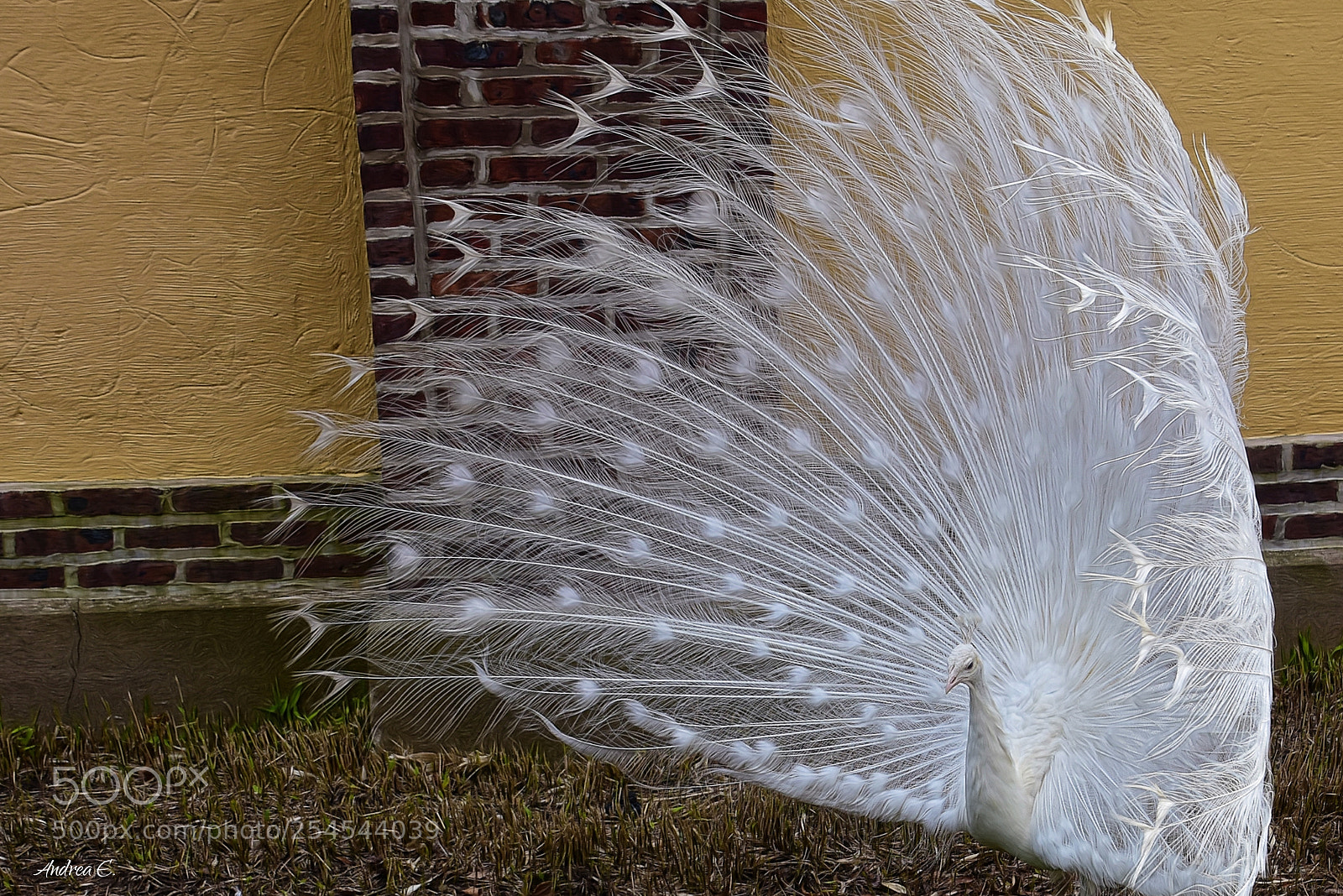 Nikon D7200 sample photo. Albino peacock 1 photography