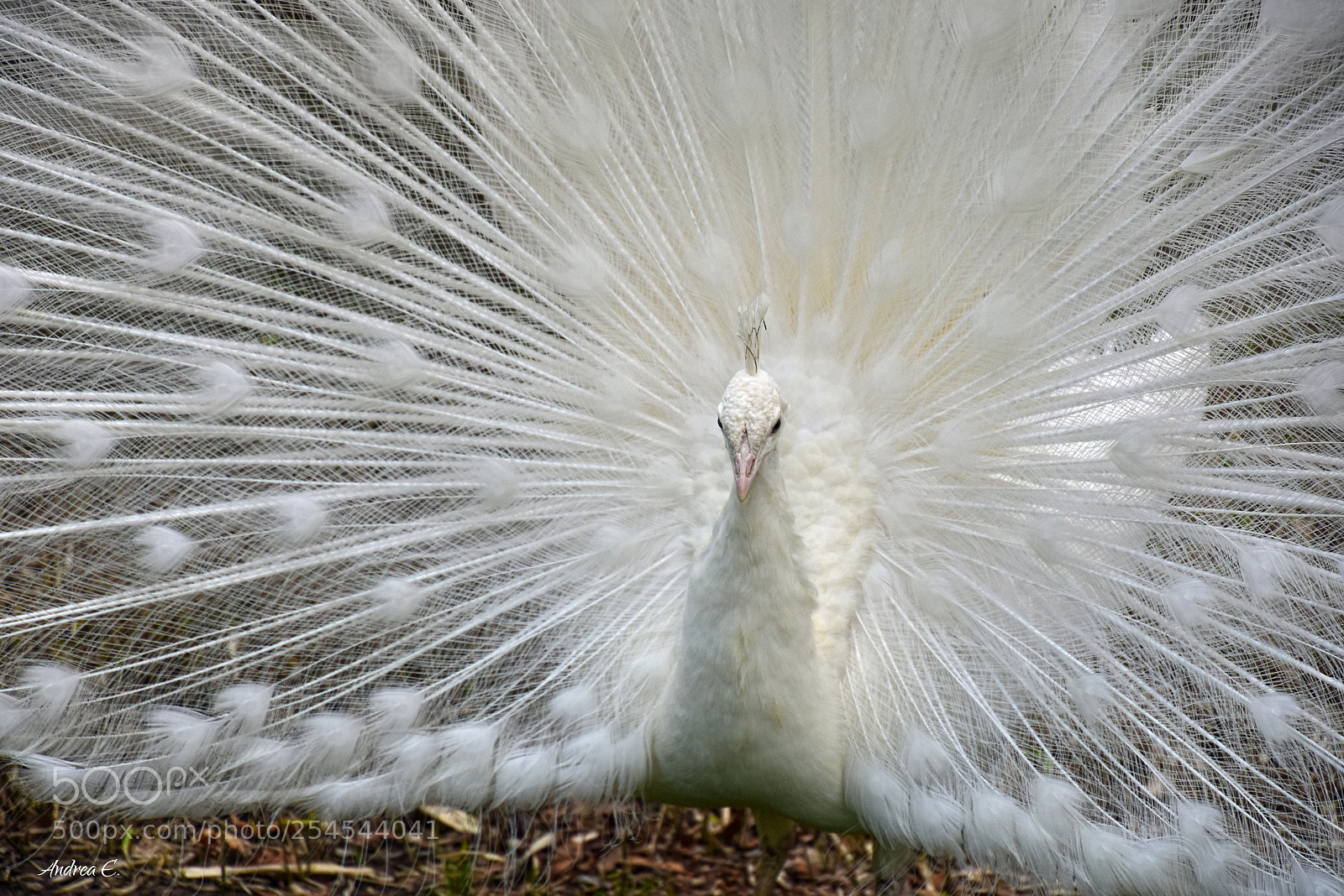 Nikon D7200 sample photo. Albino peacock 2 photography
